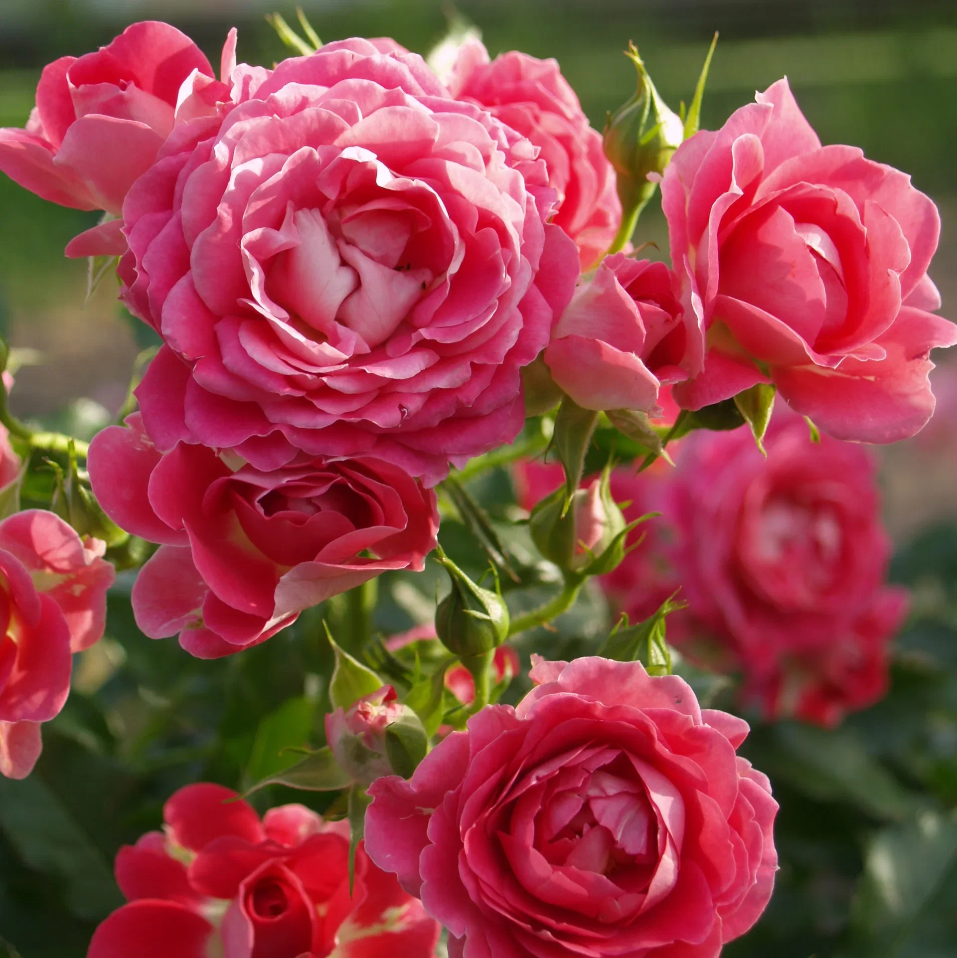 Rosa Terrace pink 4L