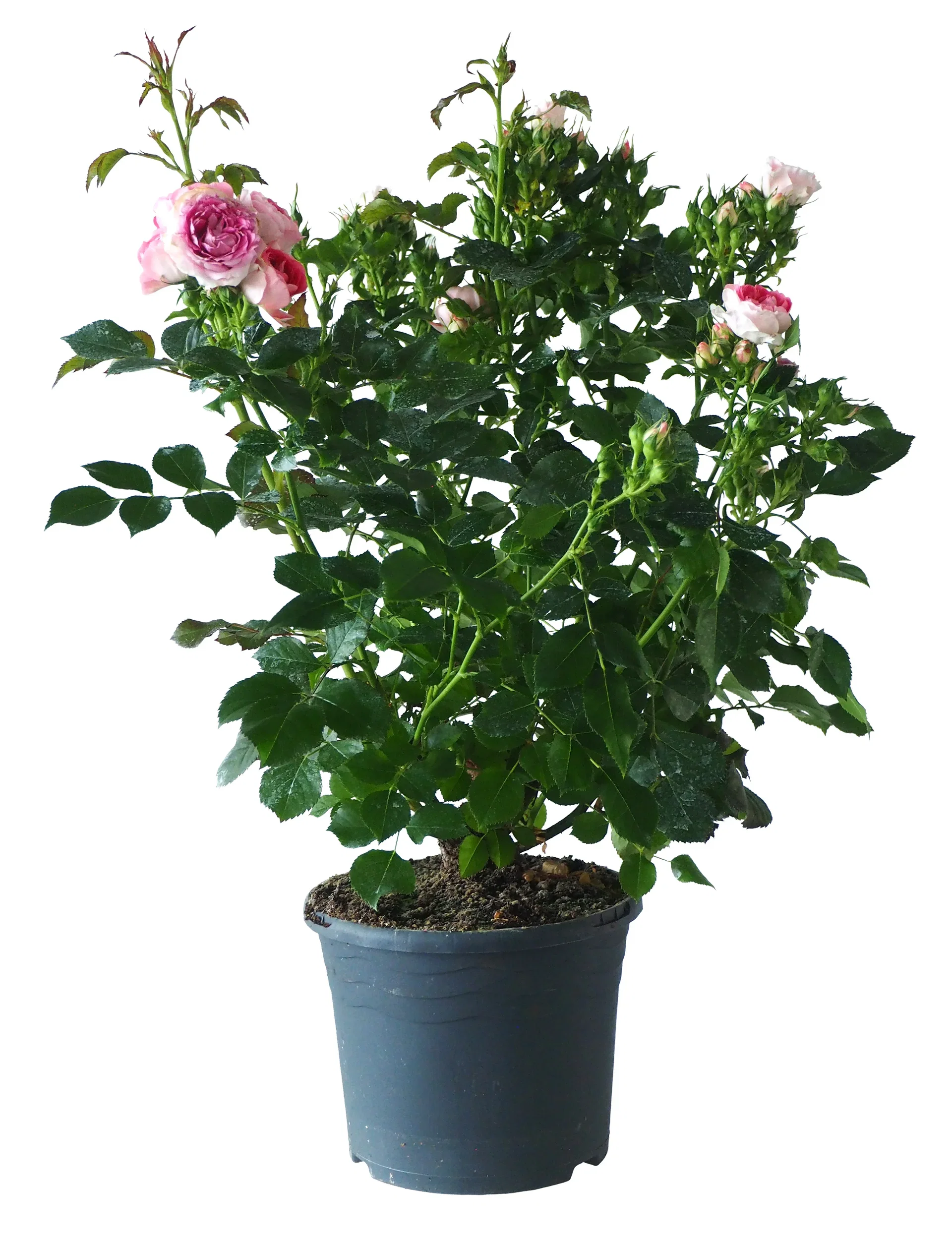 Rosa Terrace pink 4L
