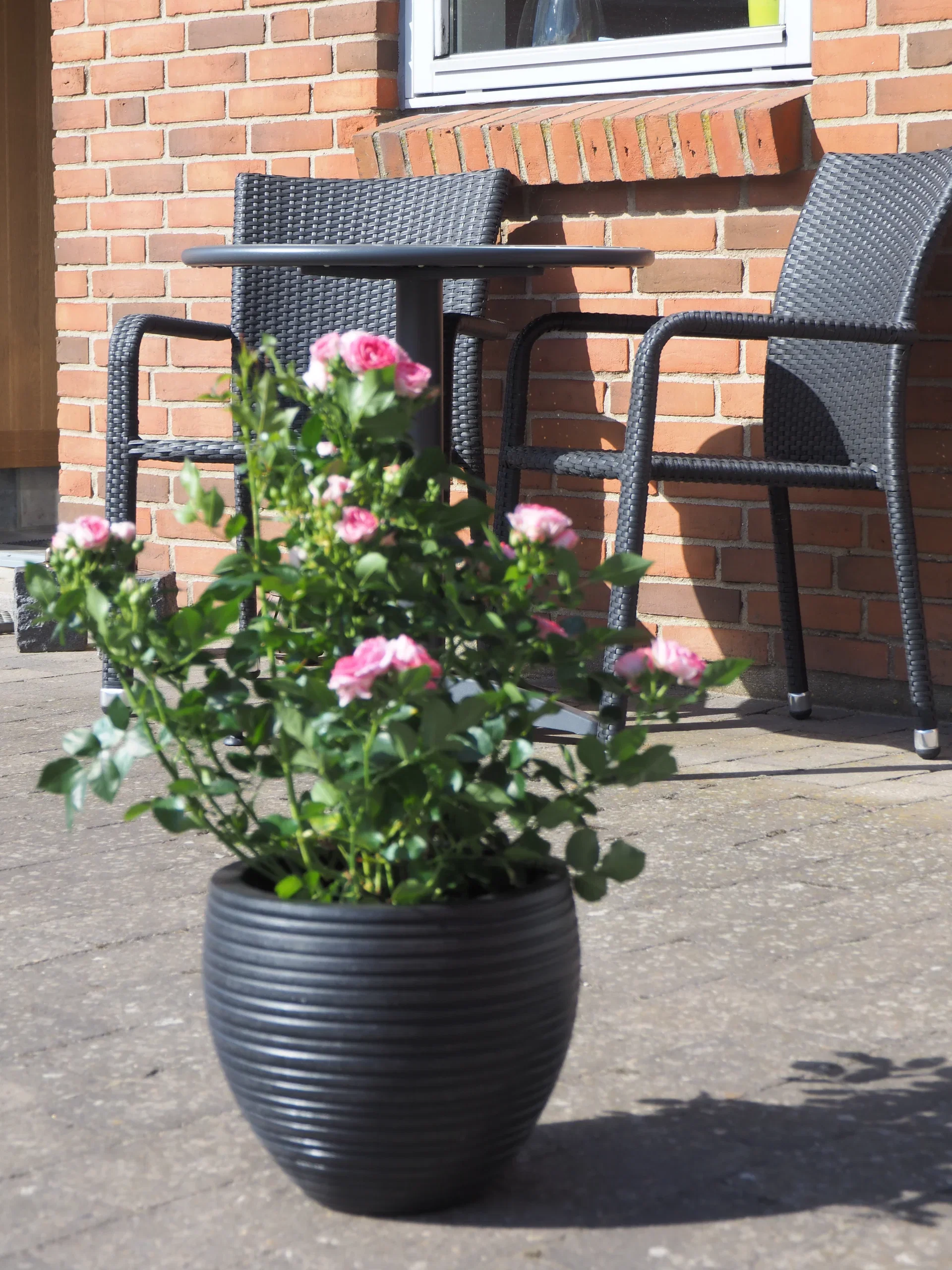 Rosa Terrace pink 4L