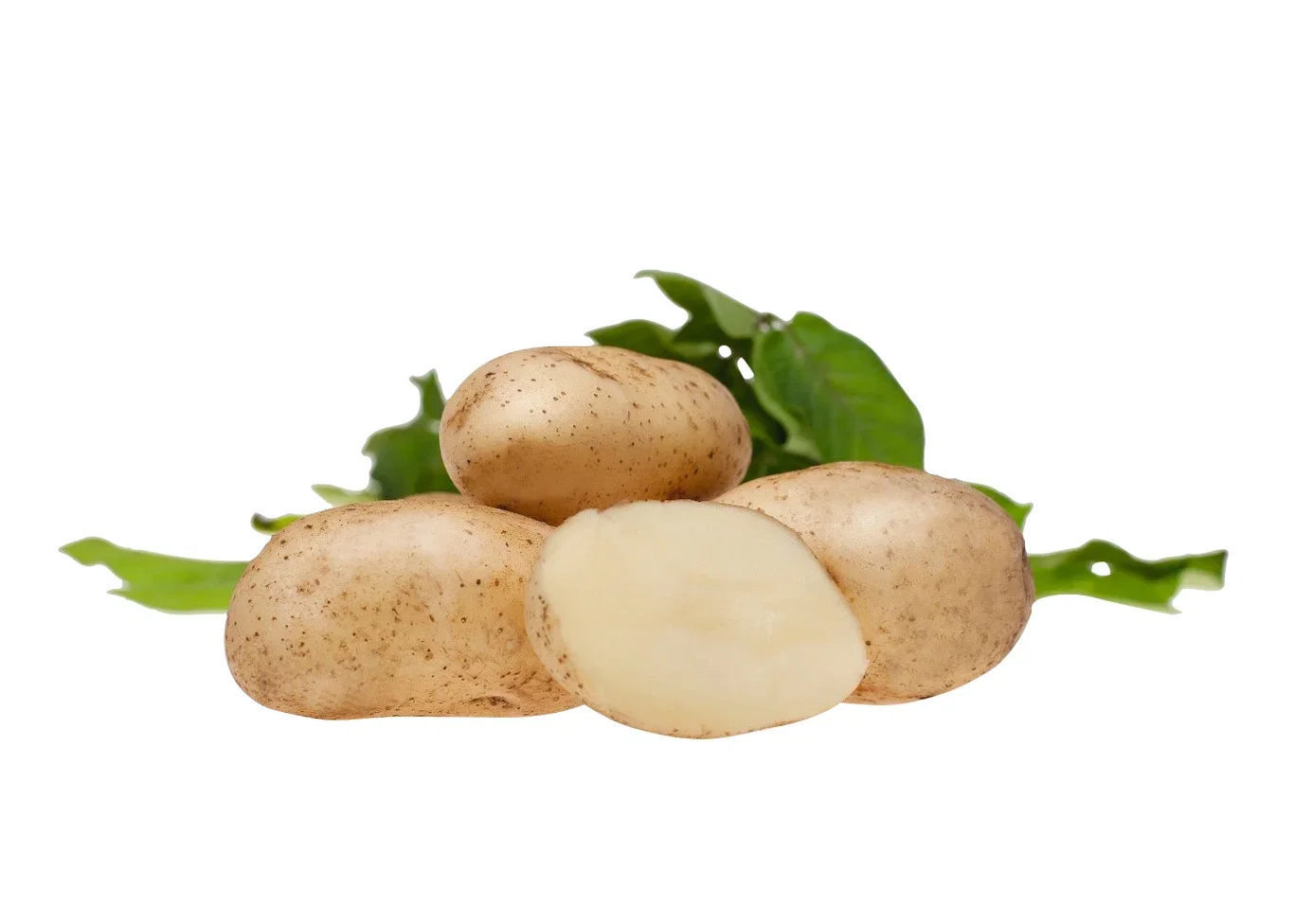 Potato Solist 2,5 kg