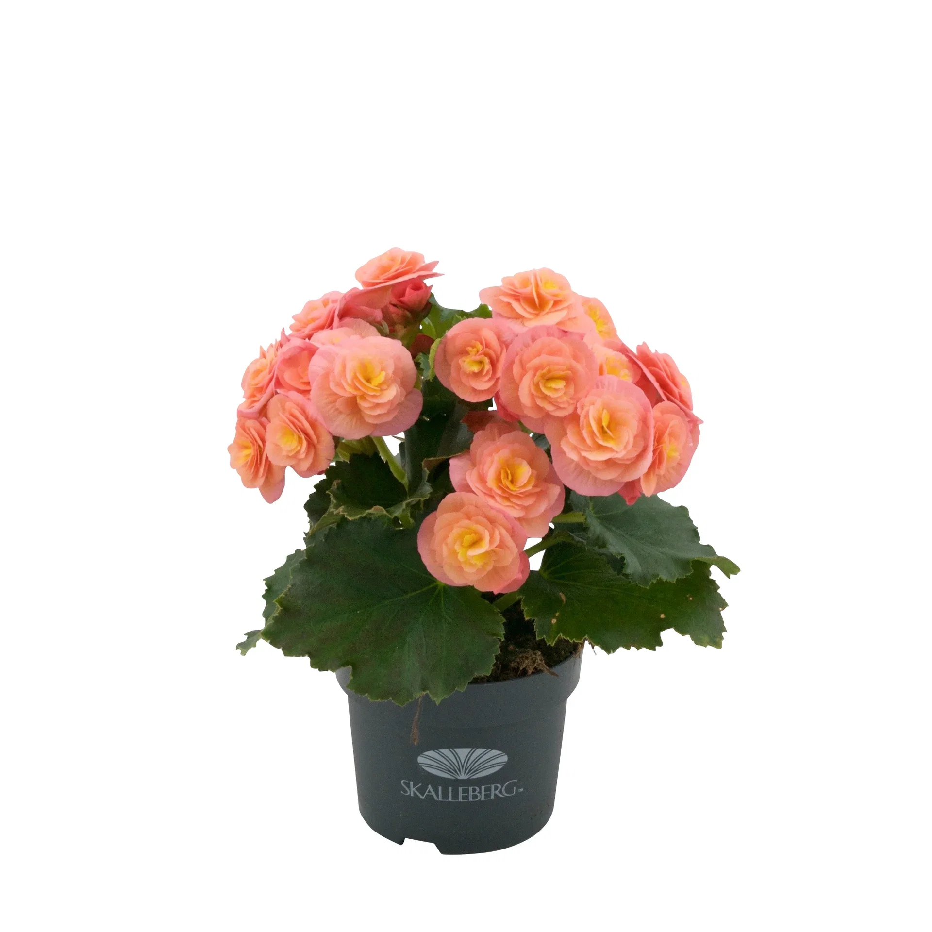 Begonia 'Belove Peach' 12 cm