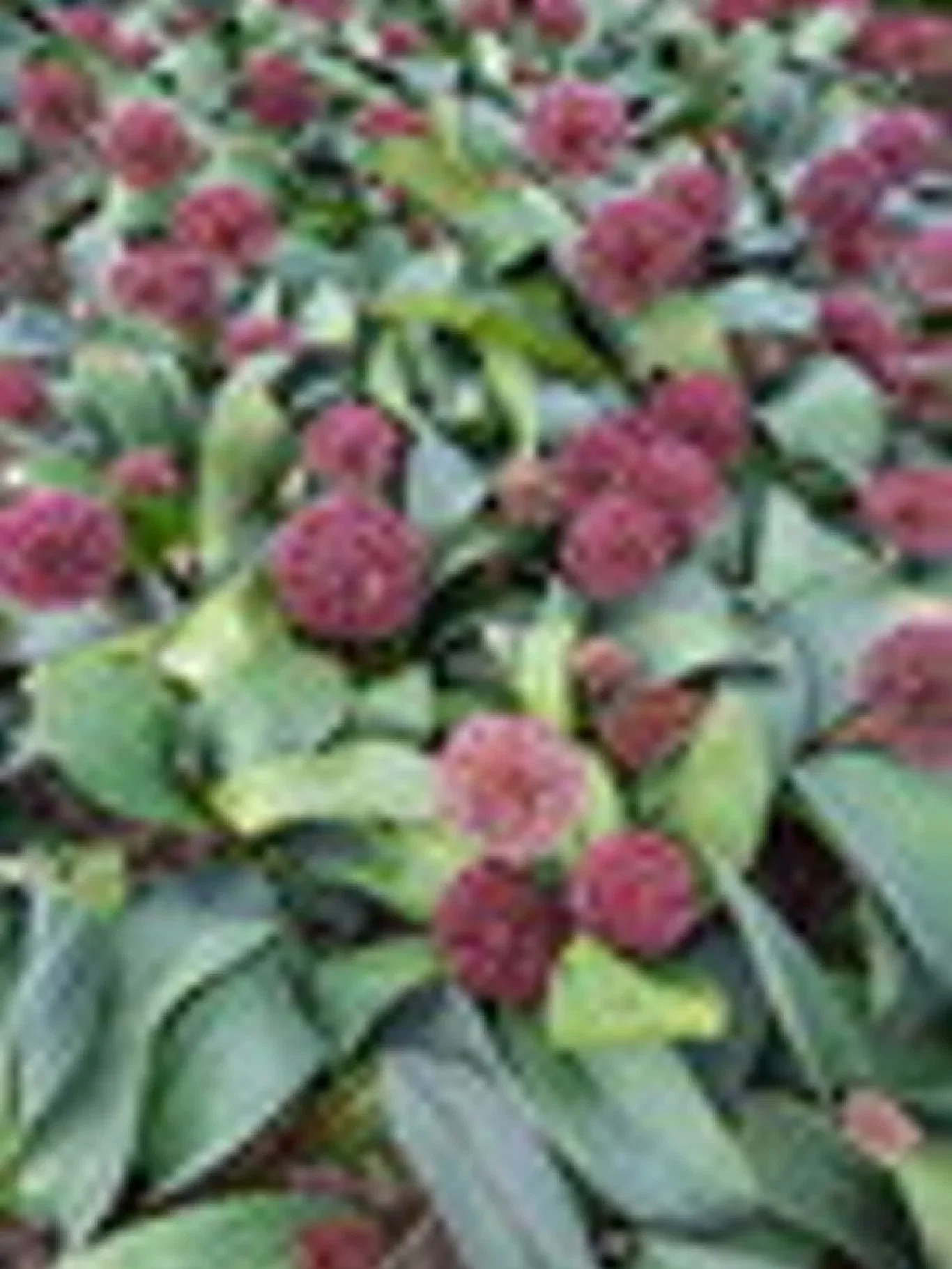 Allium Red Giant