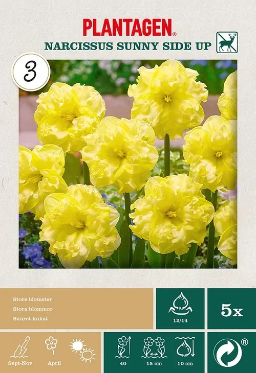 Narcissus Butterfly Sunny Side