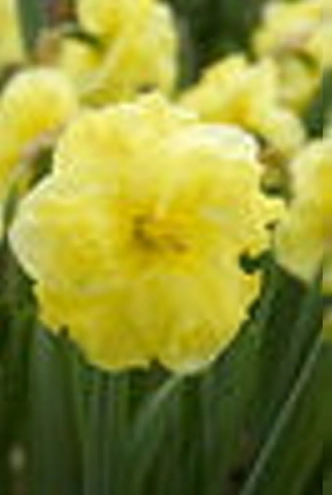 Narcissus Butterfly Sunny Side
