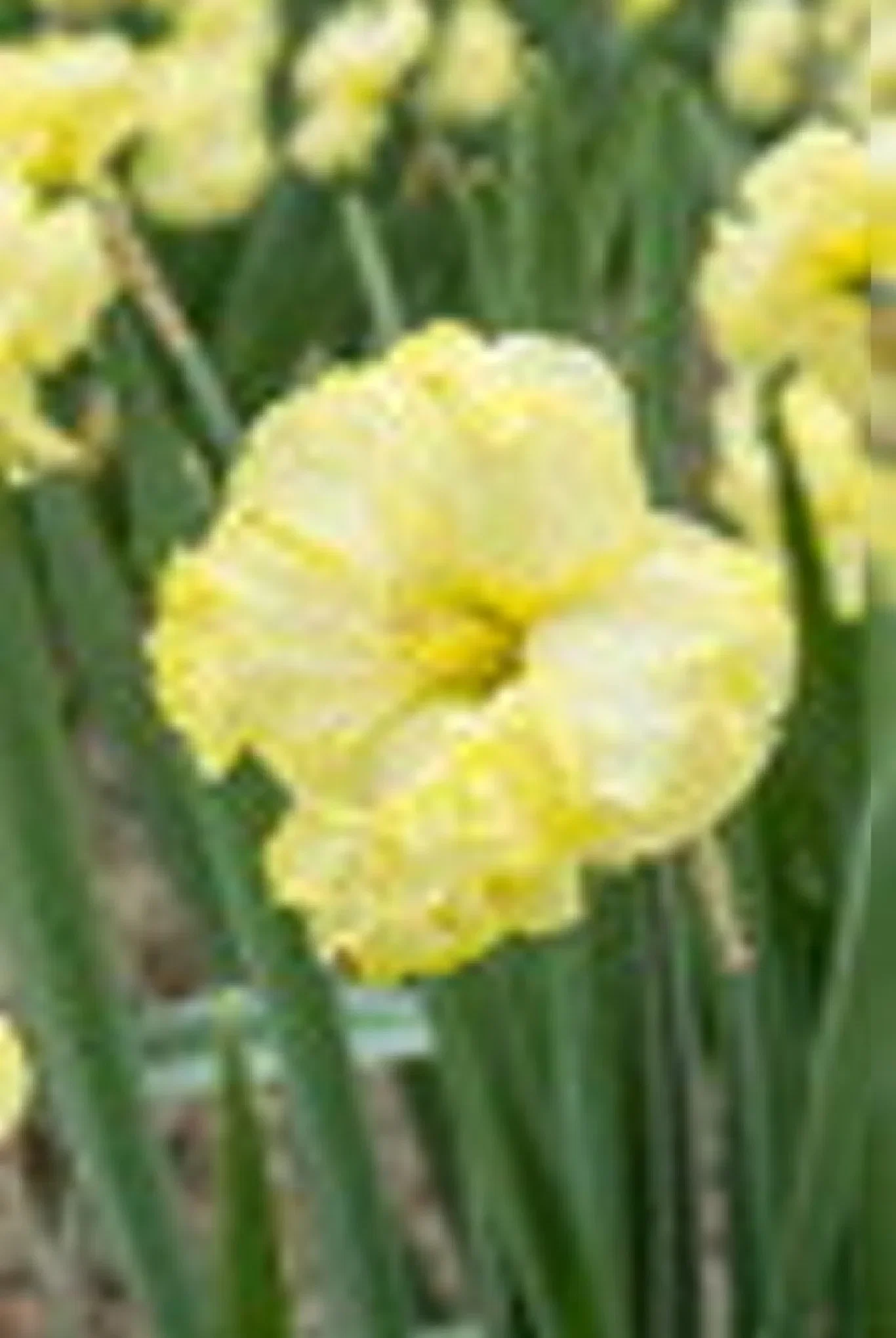 Narcissus Butterfly Sunny Side