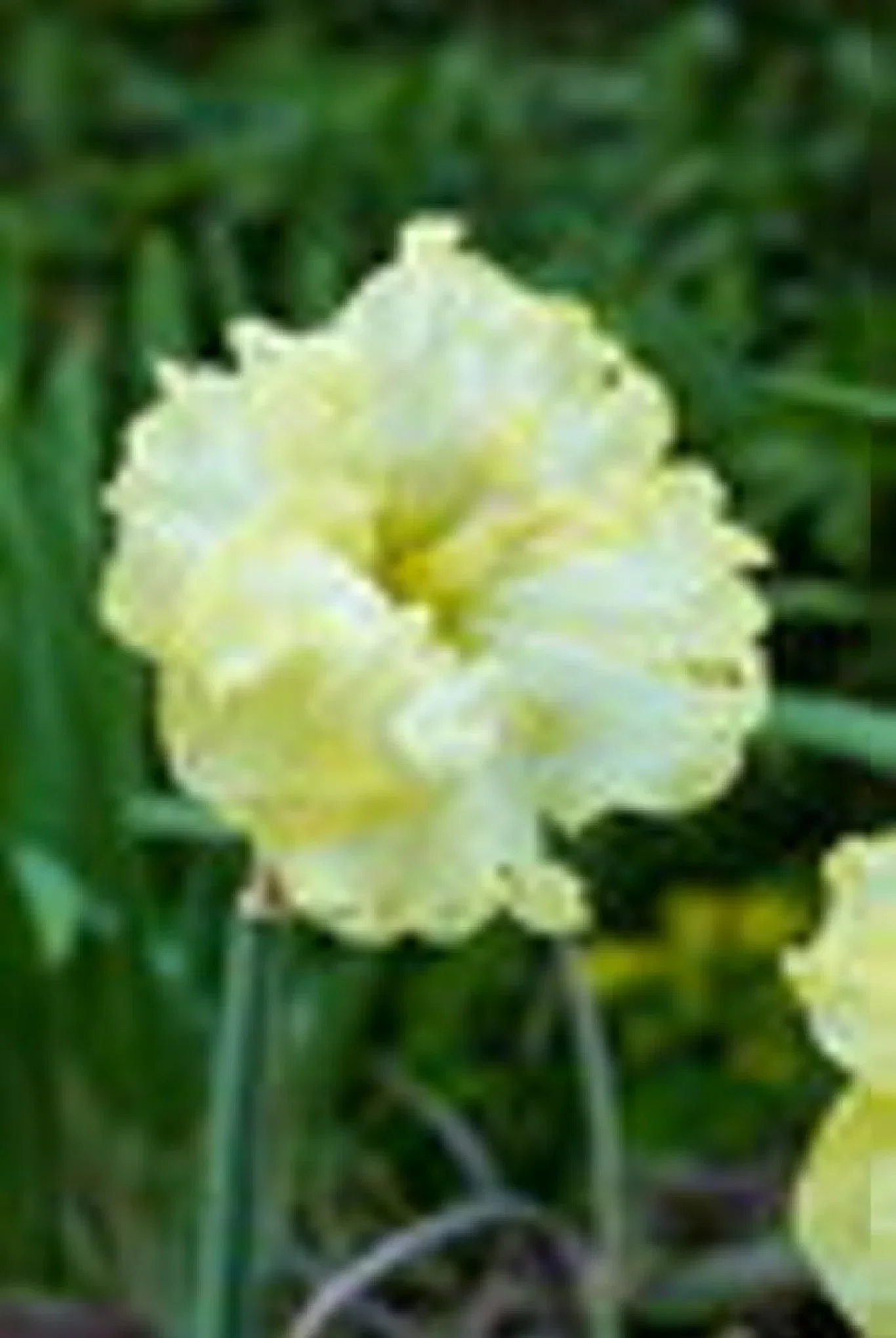 Narcissus Butterfly Sunny Side