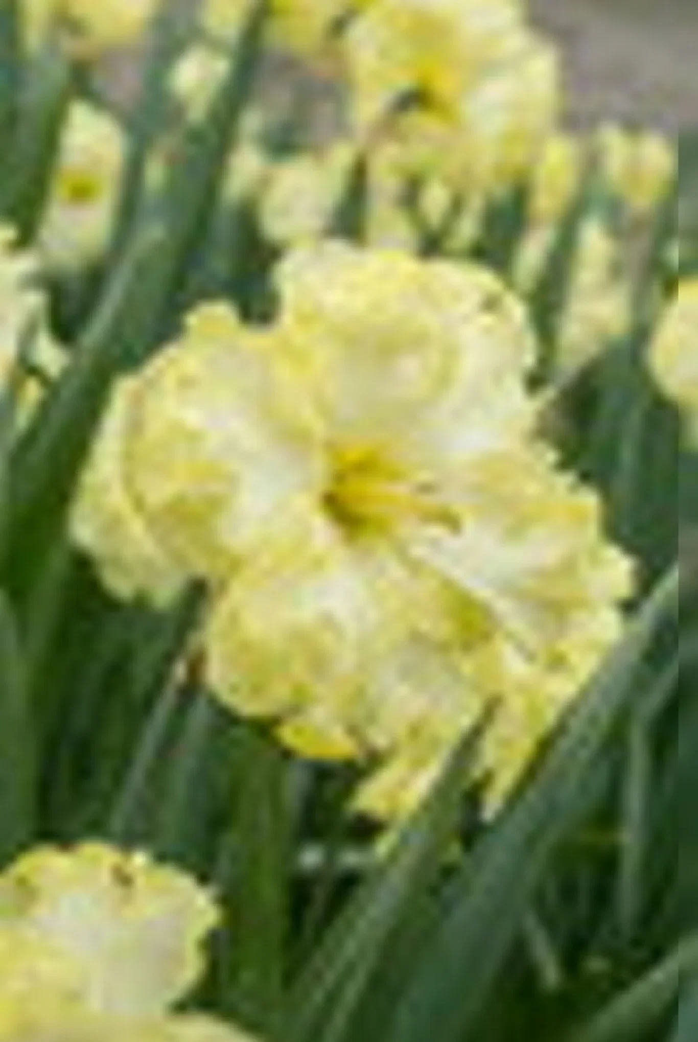 Narcissus Butterfly Sunny Side