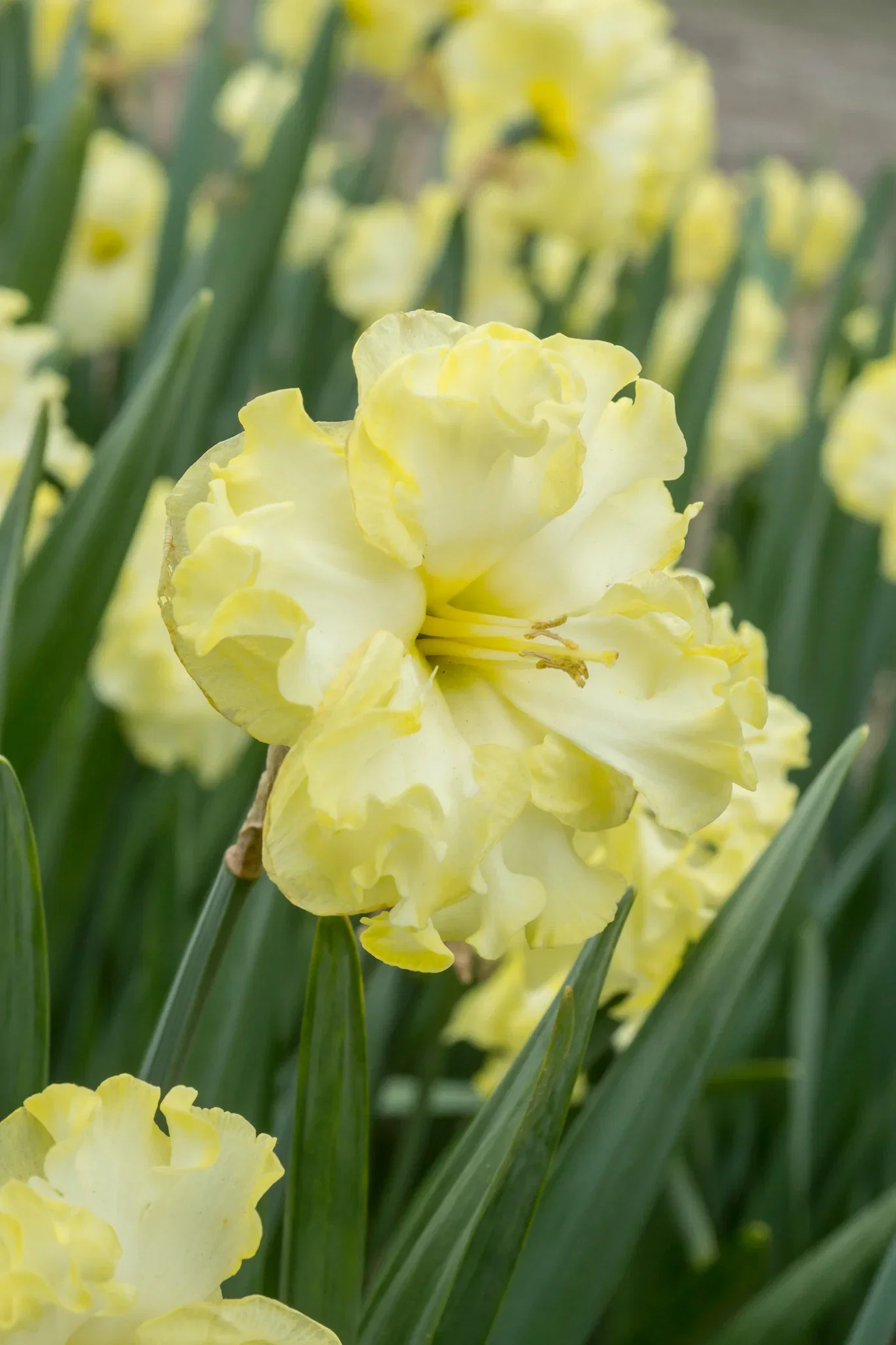 Narcissus Butterfly Sunny Side