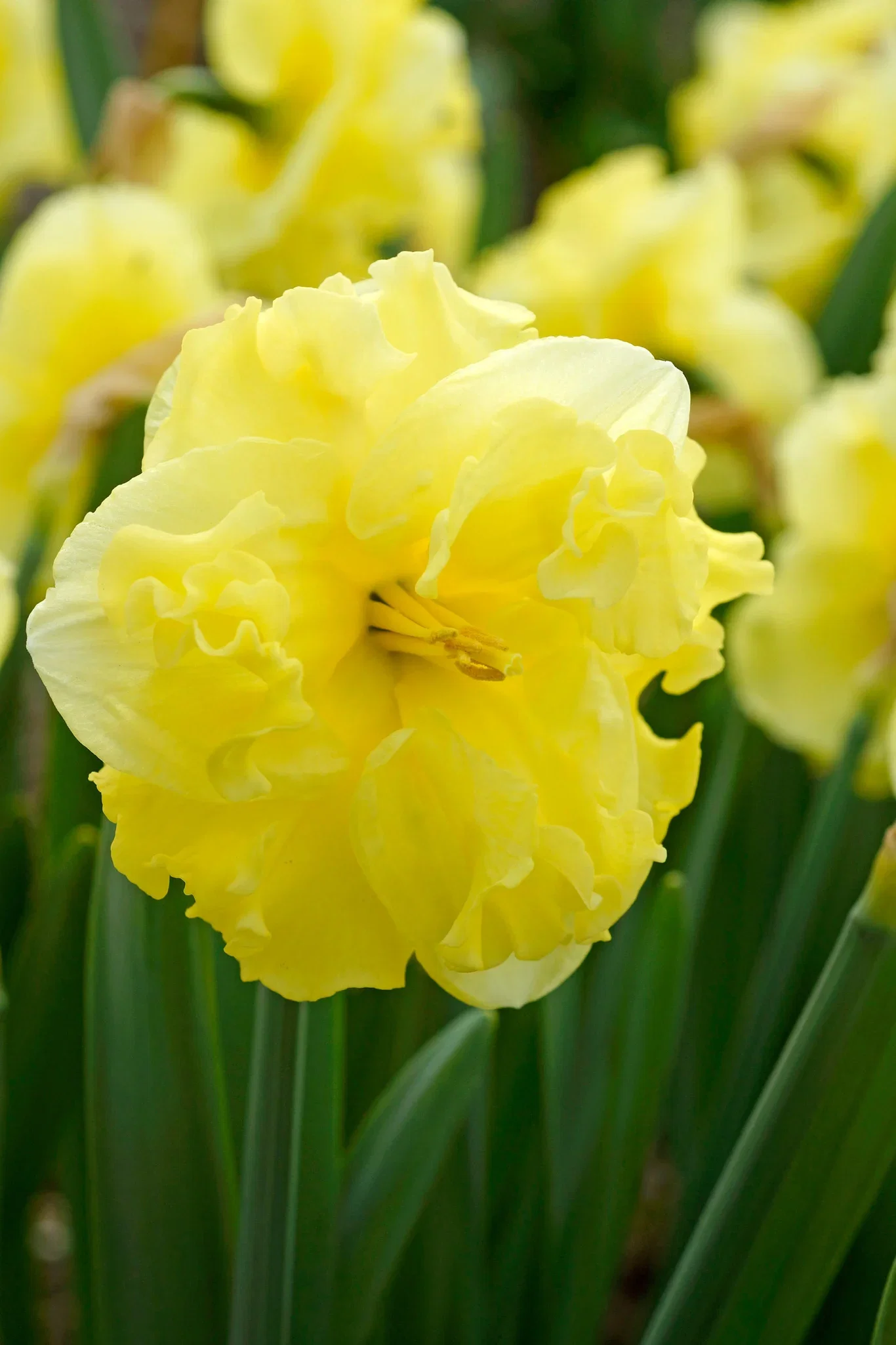 Narcissus Butterfly Sunny Side