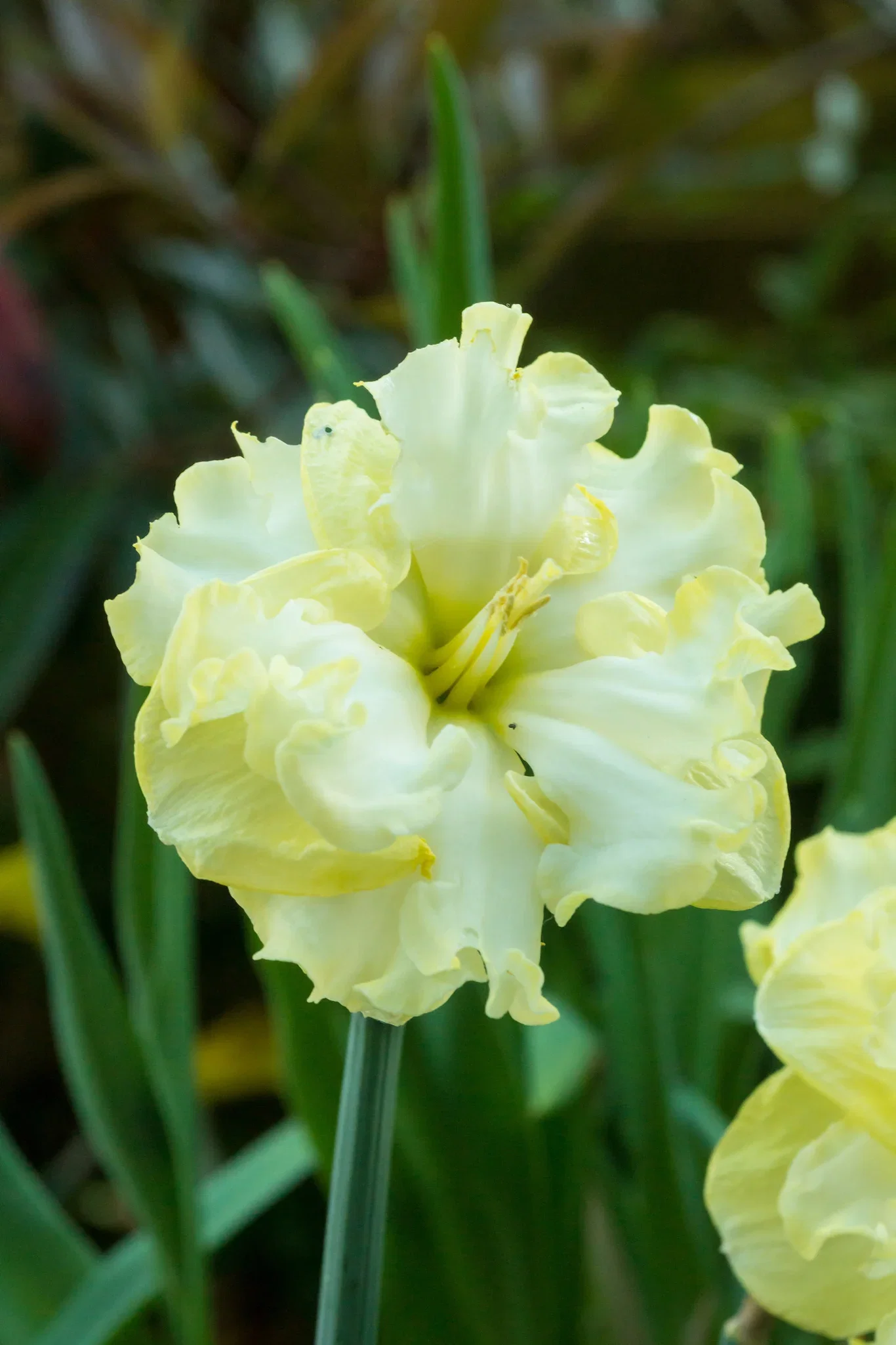 Narcissus Butterfly Sunny Side