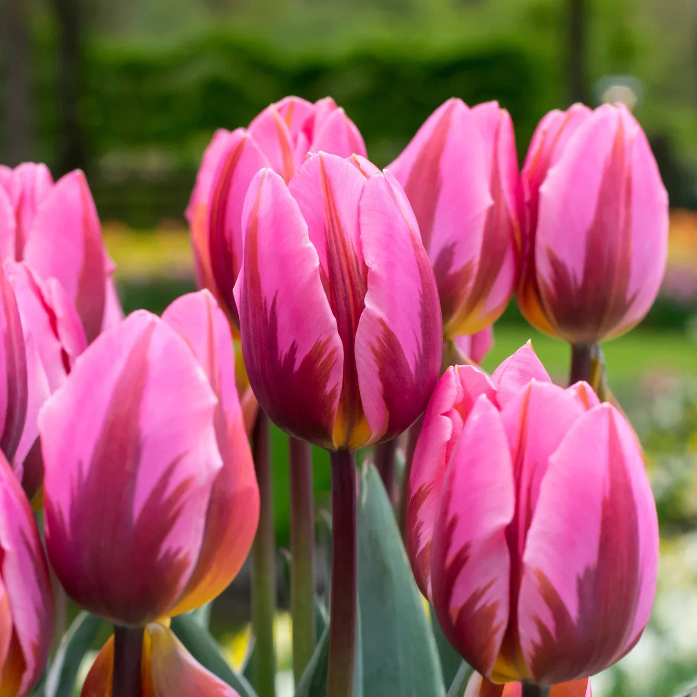 Tulipa Rembrandt Pretty Prince - 6 bulbs