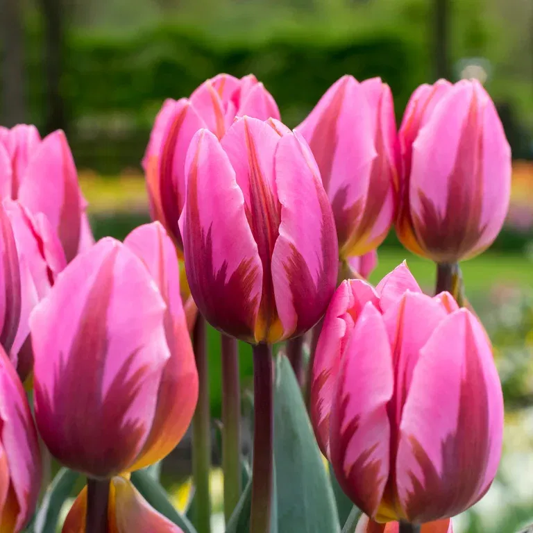 Tulipa Rembrandt Pretty Prince - 6 bulbs