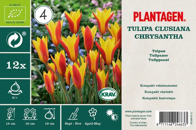 Tulipa Clusiana Chrysantha (BI