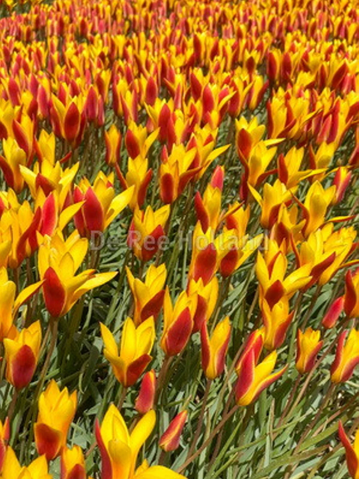 Tulipa Clusiana Chrysantha (BI