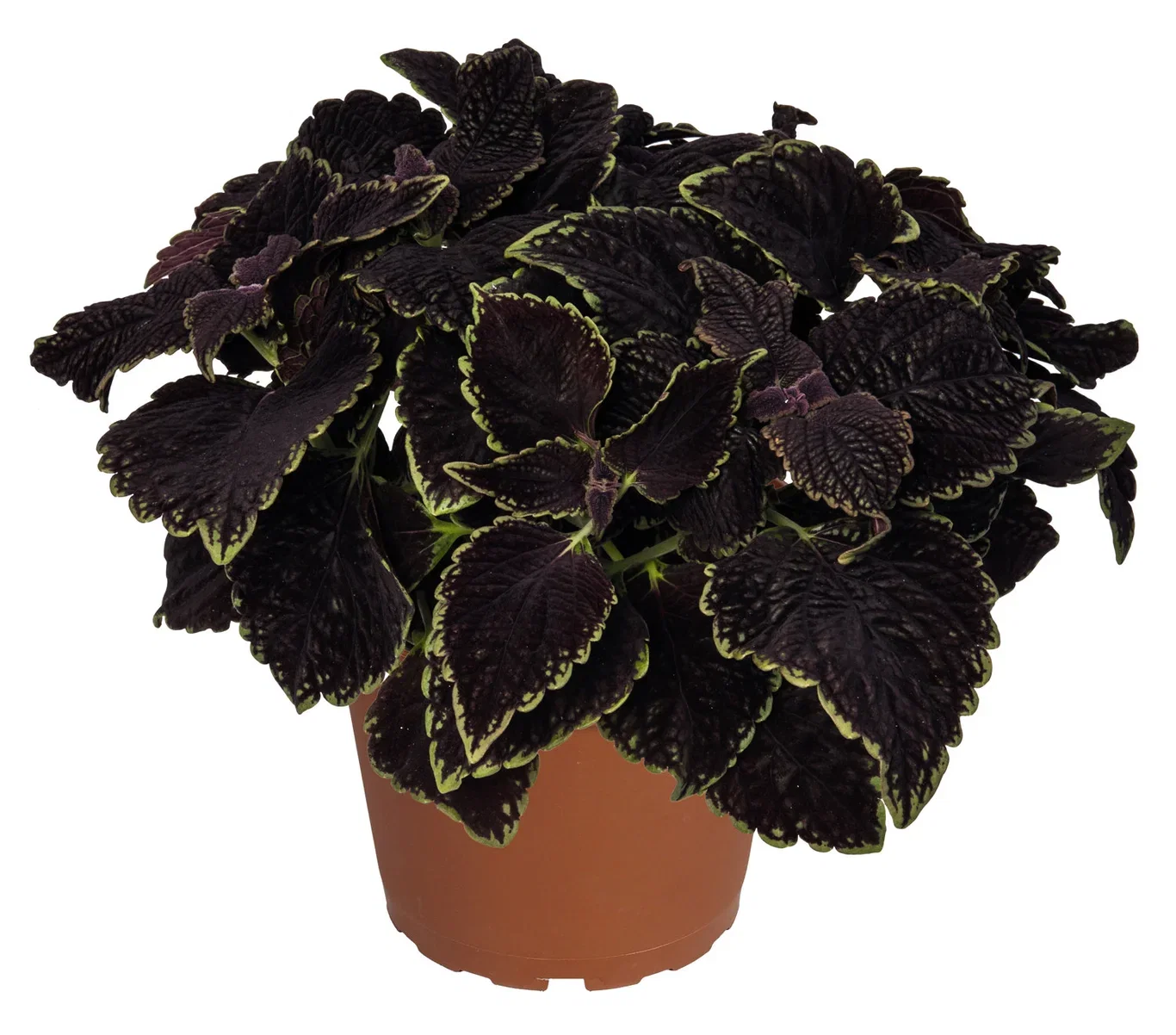 Coleus 'Abbey Road' 12 cm