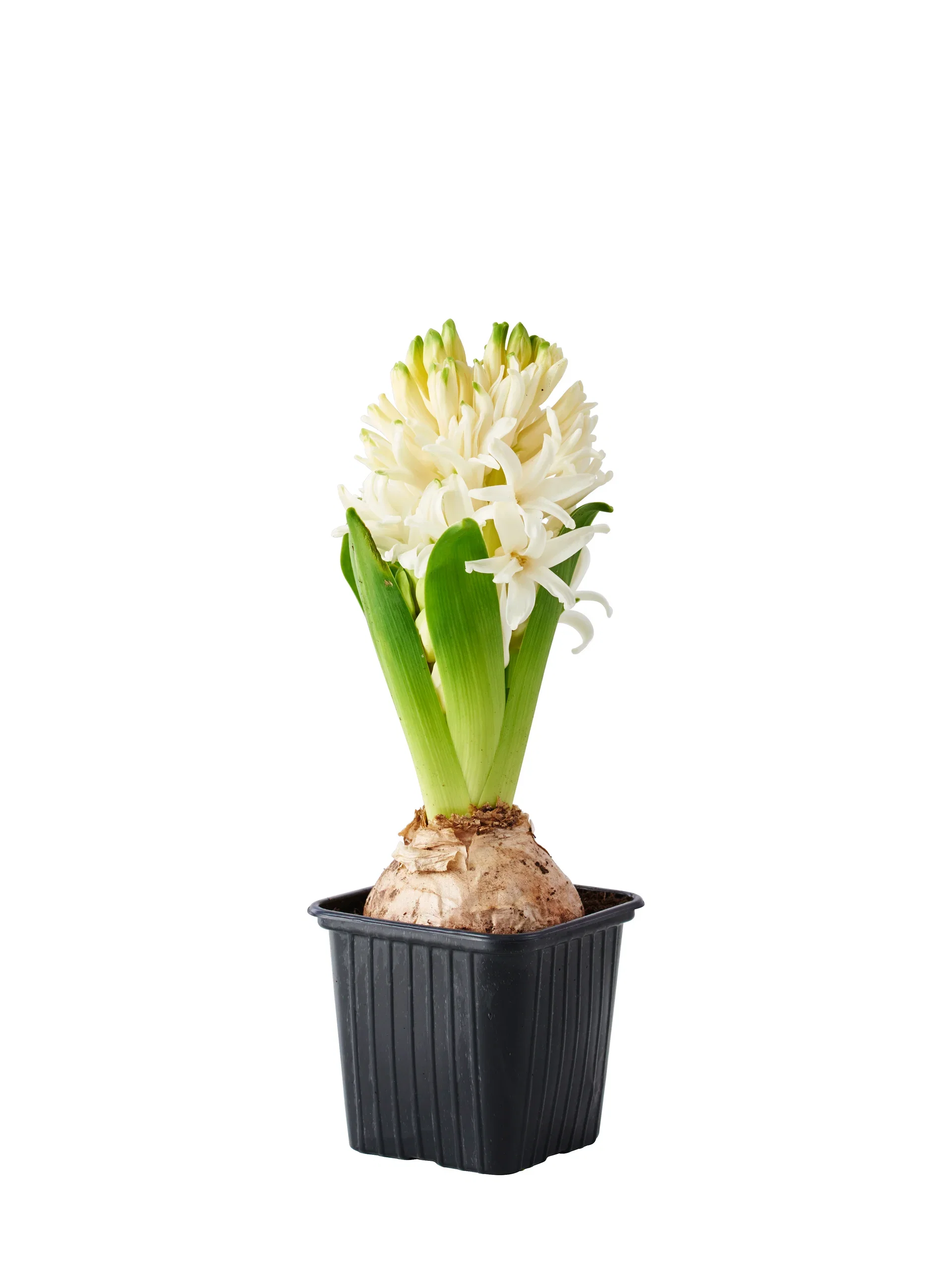 Hyacinthus 17+ White 7 cm
