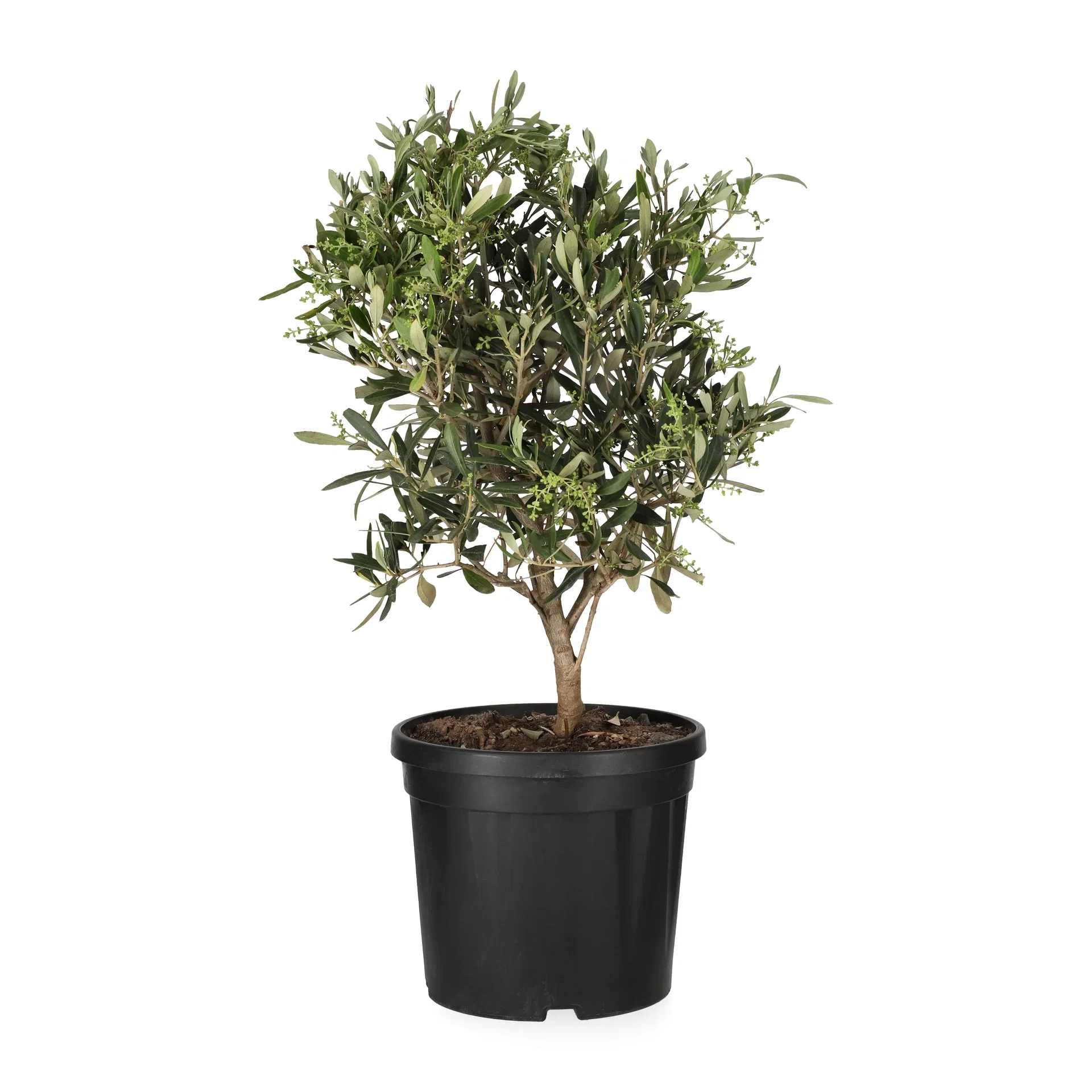 Olea europaea 21 cm