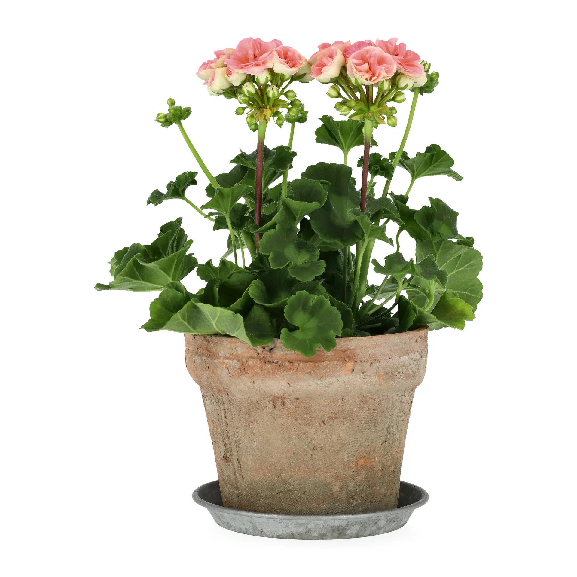 Pel. z. 'Astrid' 14 cm