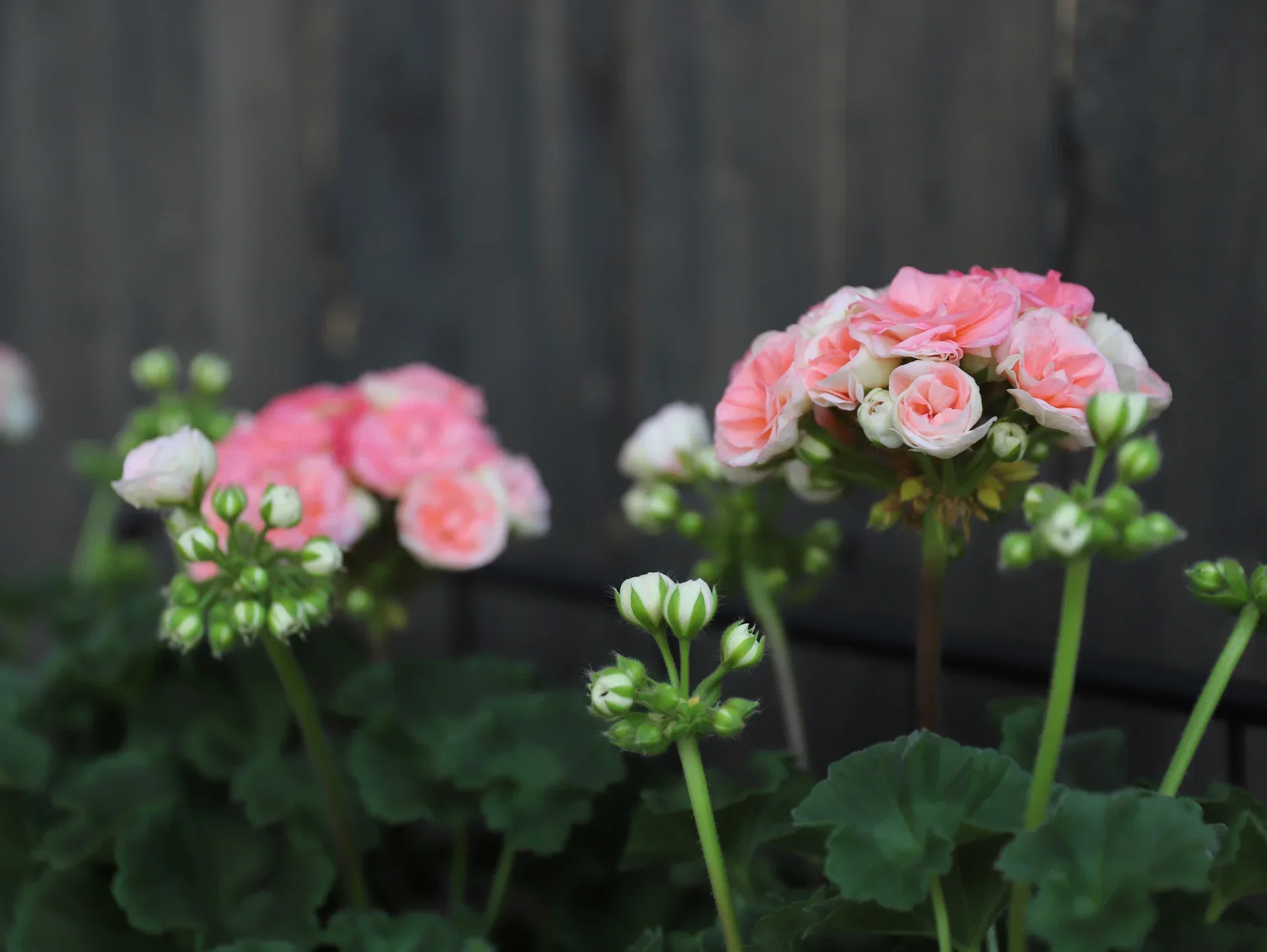 Pel. z. 'Astrid' 14 cm