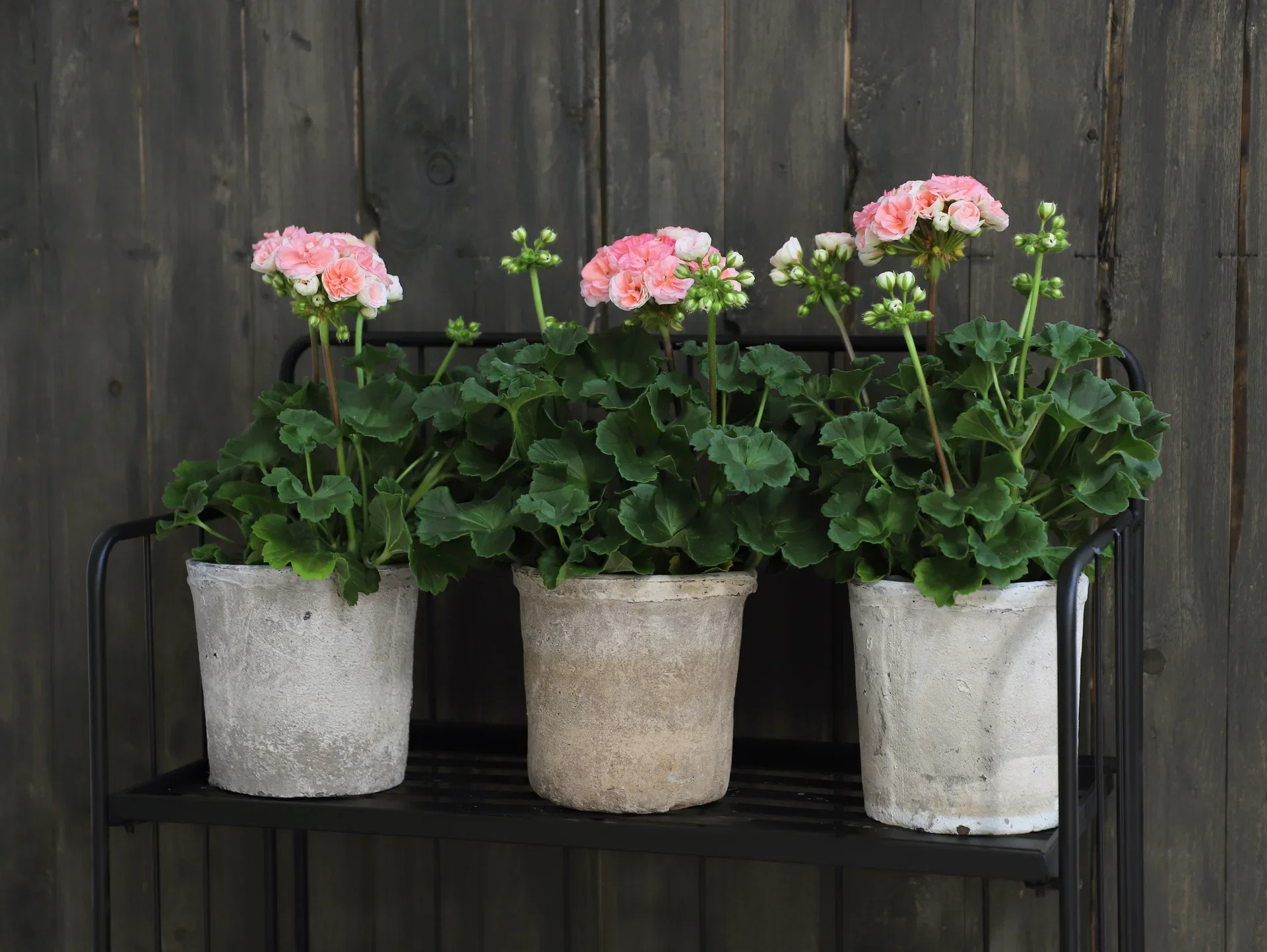 Pel. z. 'Astrid' 14 cm