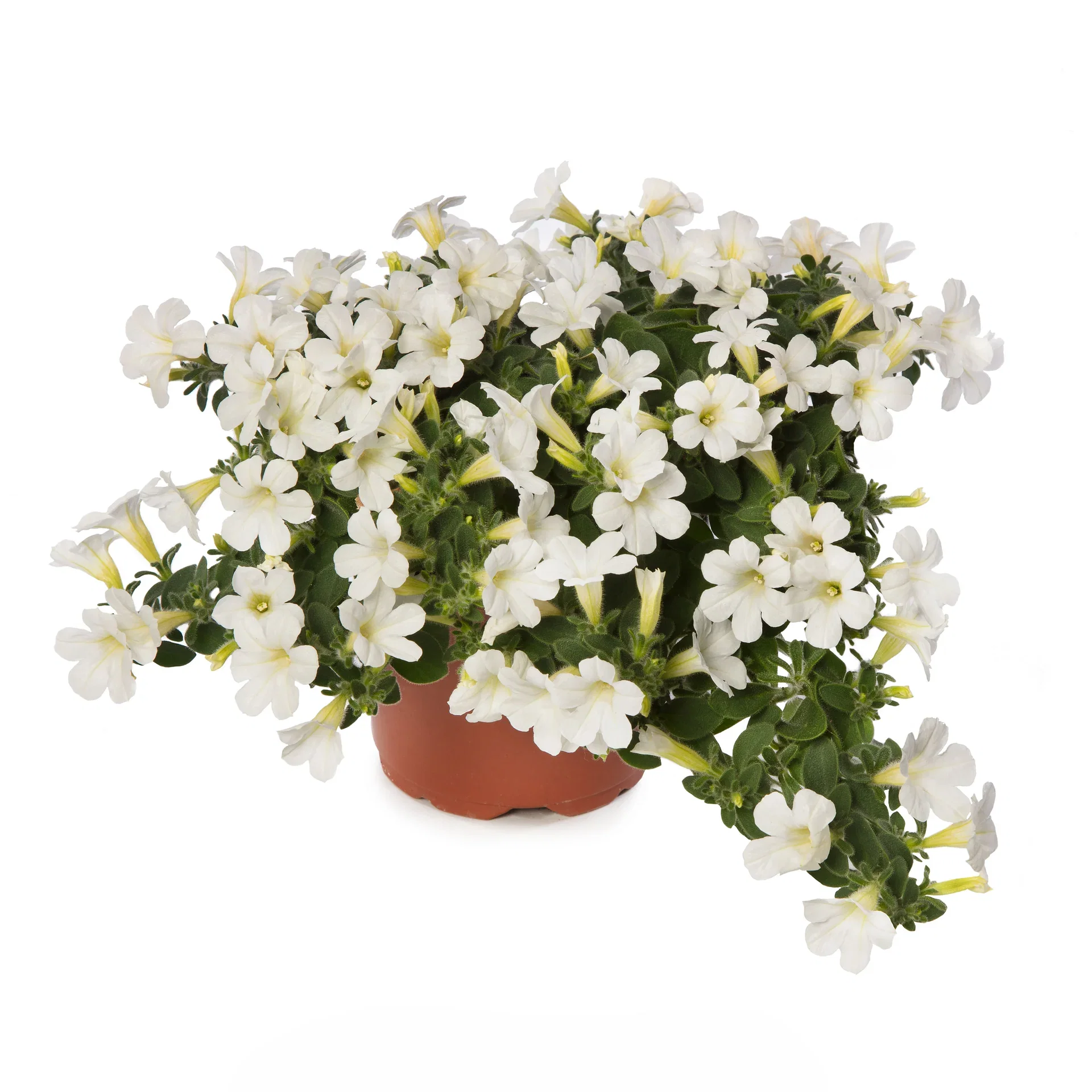Petunia ITSY White