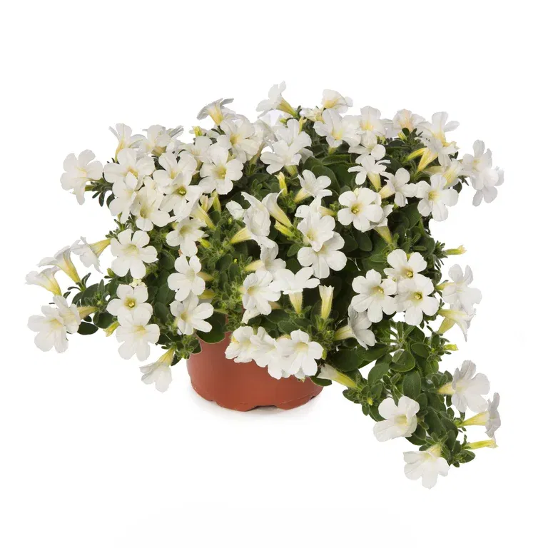 Petunia ITSY White