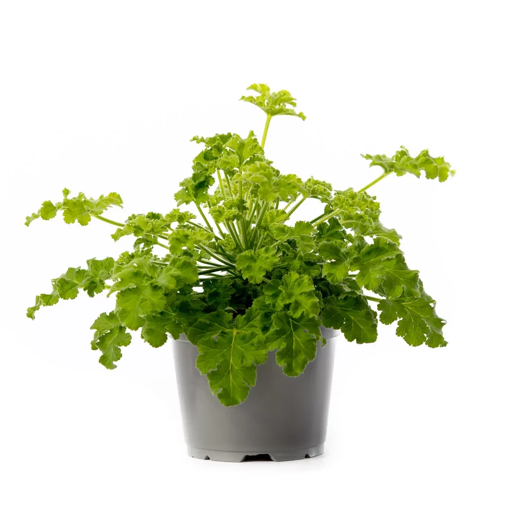 Pel. graveolens duft 12 cm