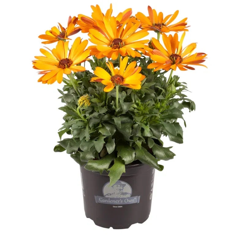 Osteospermum Yellow'ish 12 cm