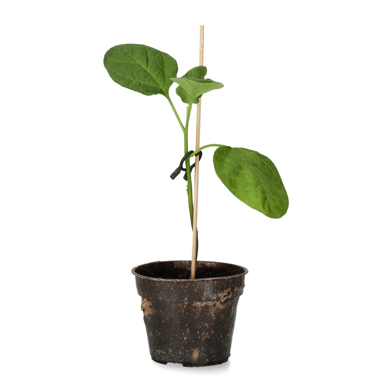 All N. Aubergine 'Violette di Rimini' 10,5 cm