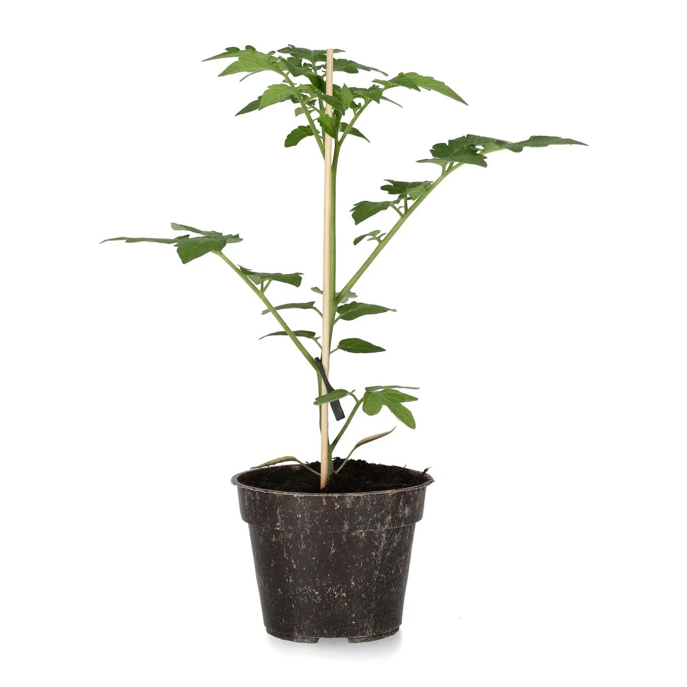 All N. Lycopersicum cherry 'Red Cherry' 10,5 cm