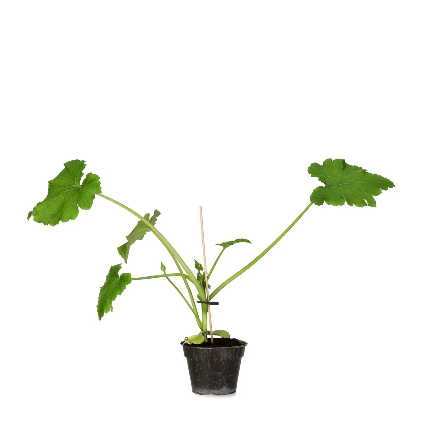 All N. Cucurbita Squash 'Ladoga' 10,5 cm