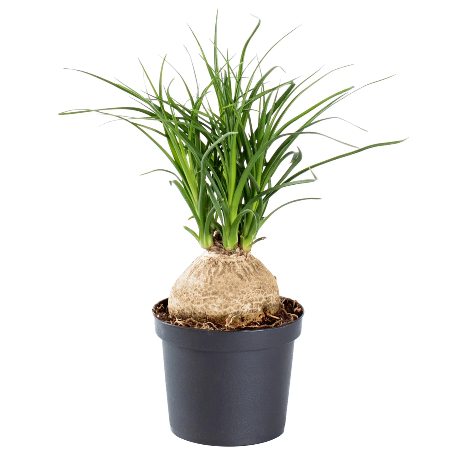 Beaucarnea recurvata 'Nolina'