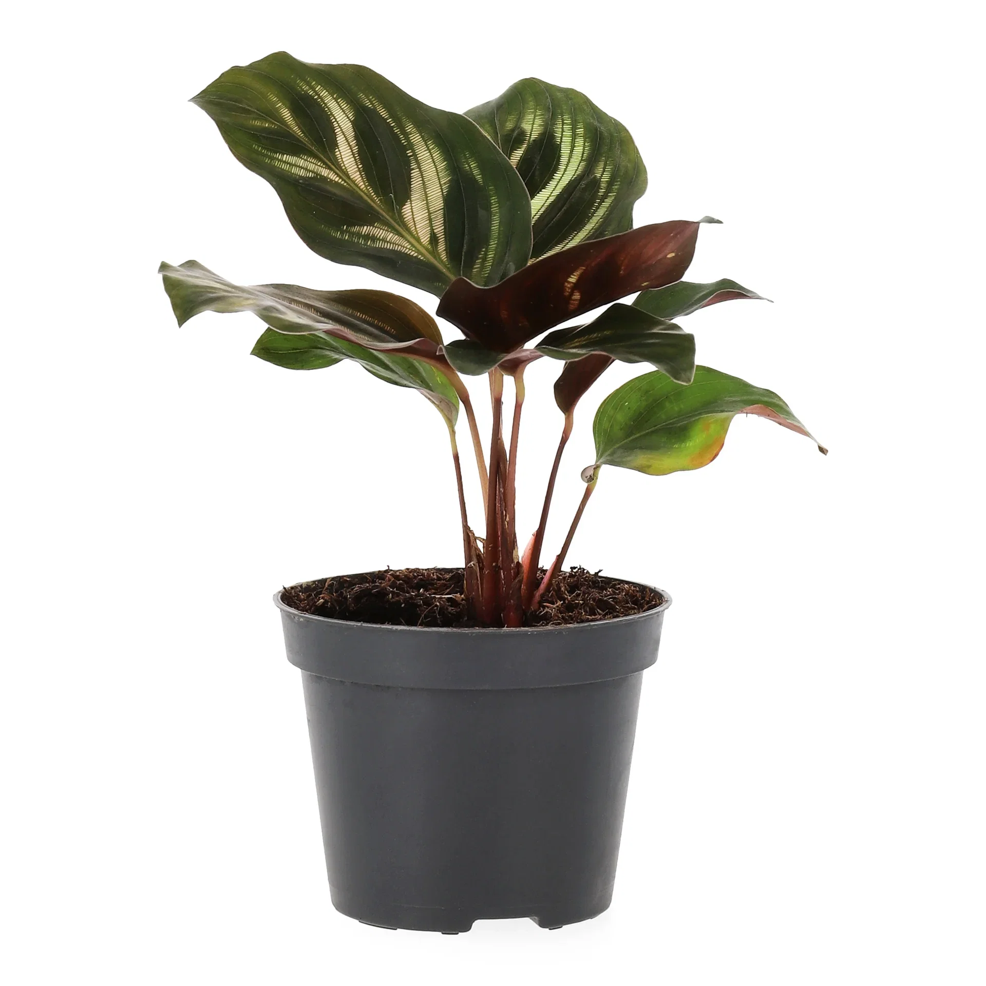 Calathea mix 6 cm