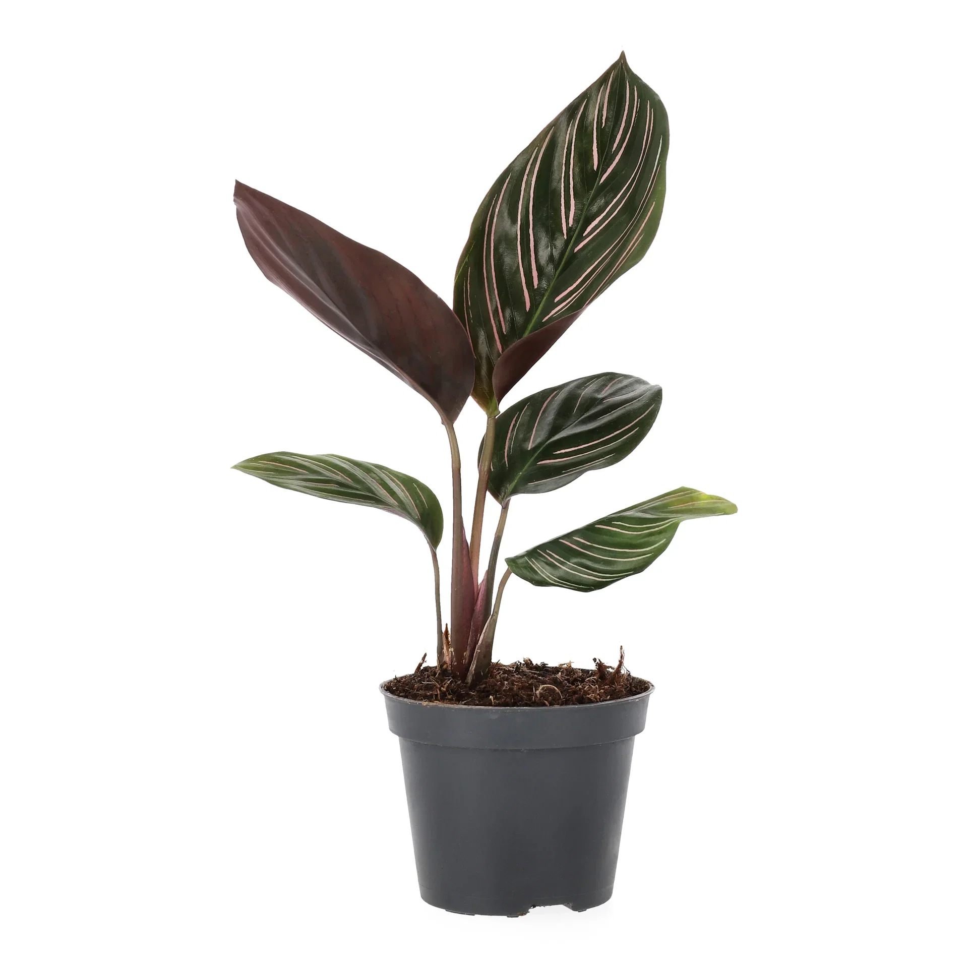 Calathea mix 6 cm