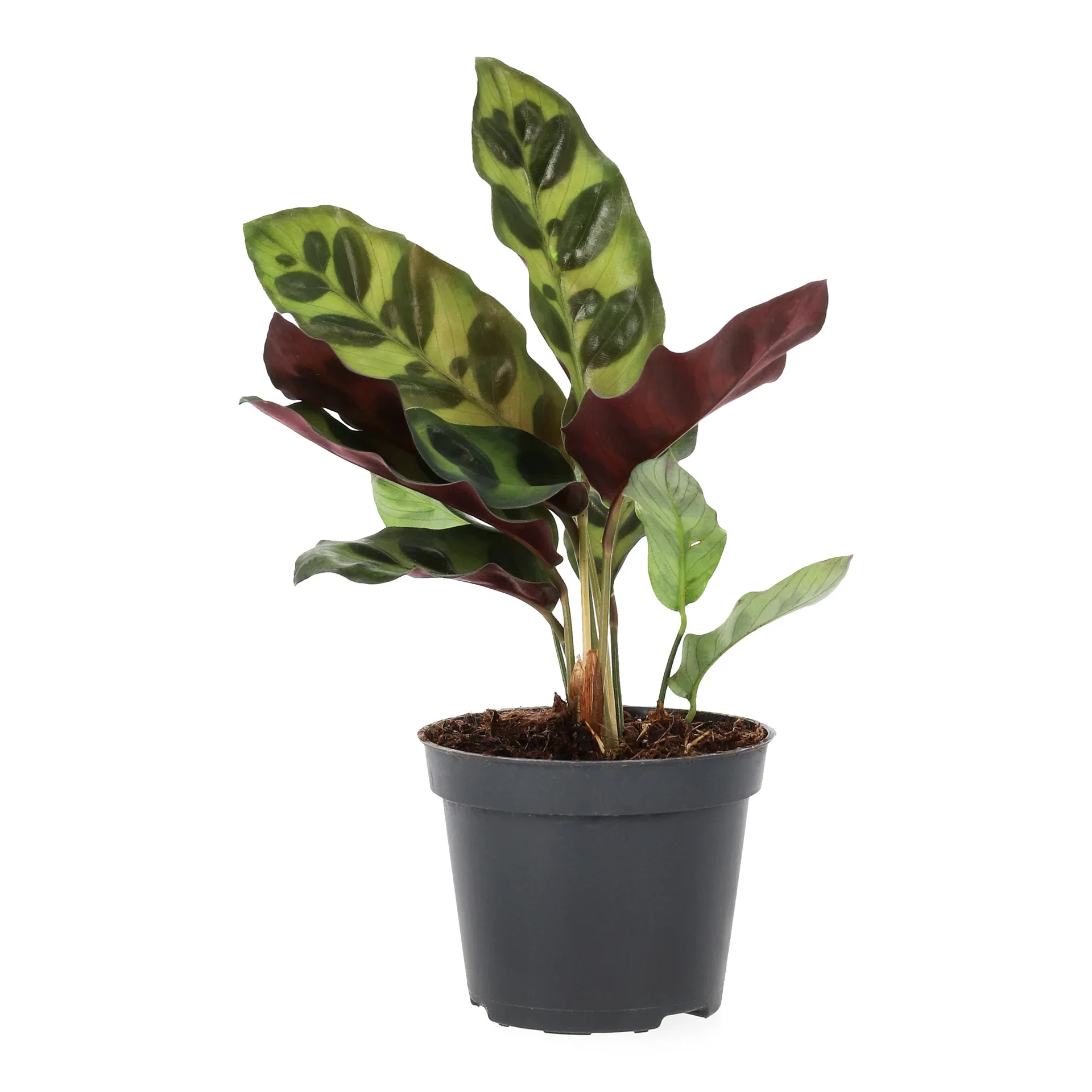 Calathea mix 6 cm