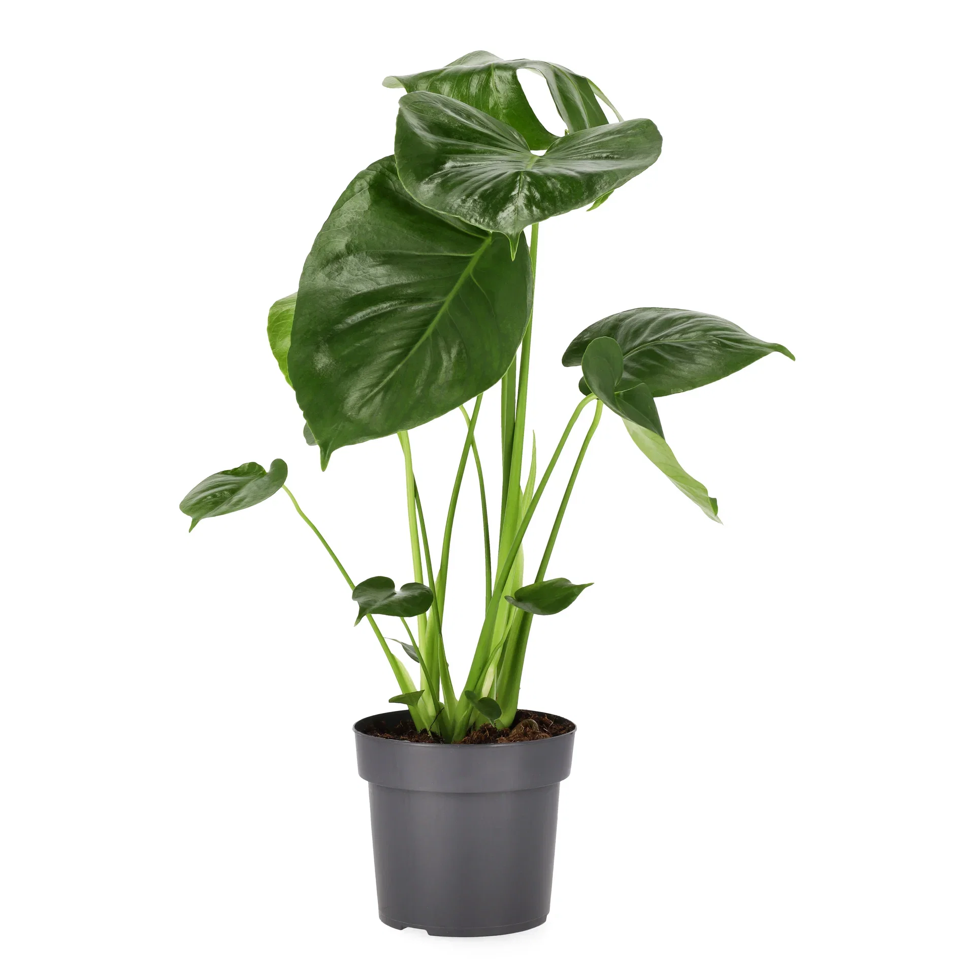 Monstera 'deliciosa'