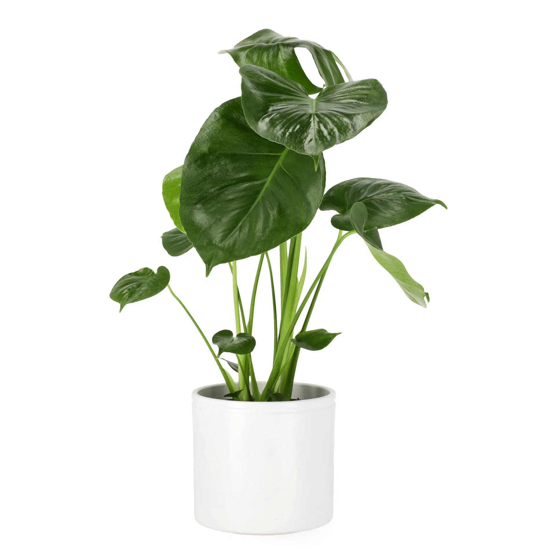 Monstera 'deliciosa'