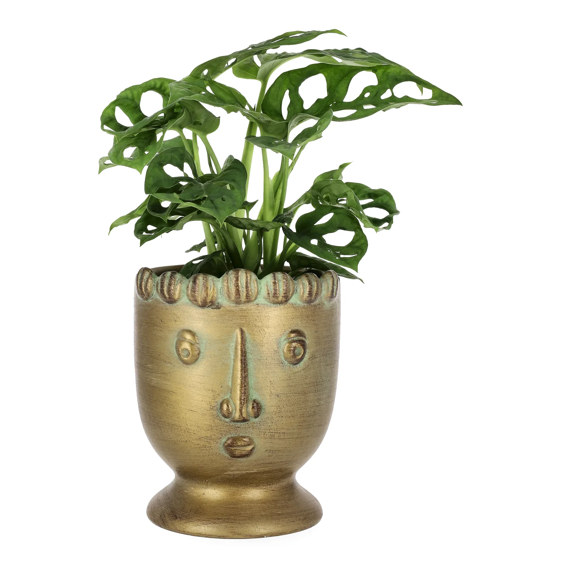 Monstera adansonii 11 cm