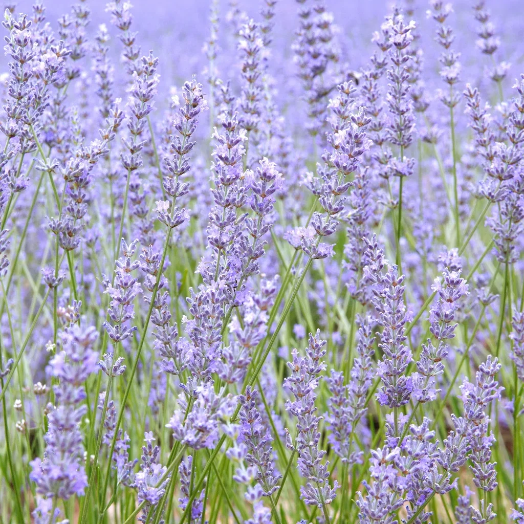 Lavandula ang. 'Felice Light Blue' 15cm