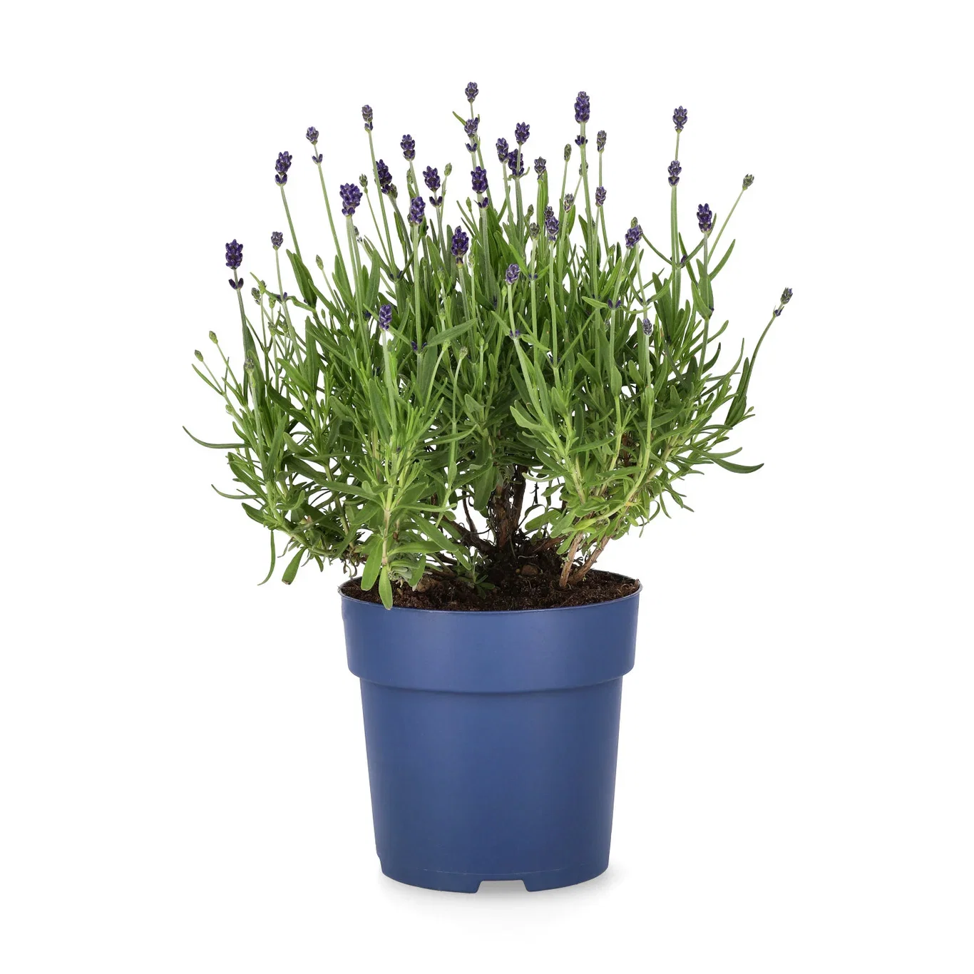 Lavandula ang. 'Felice' 15cm