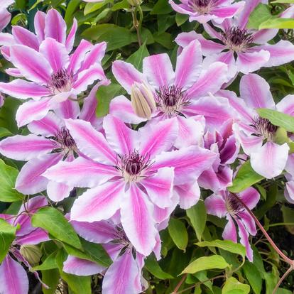 Climbing and creeping plants