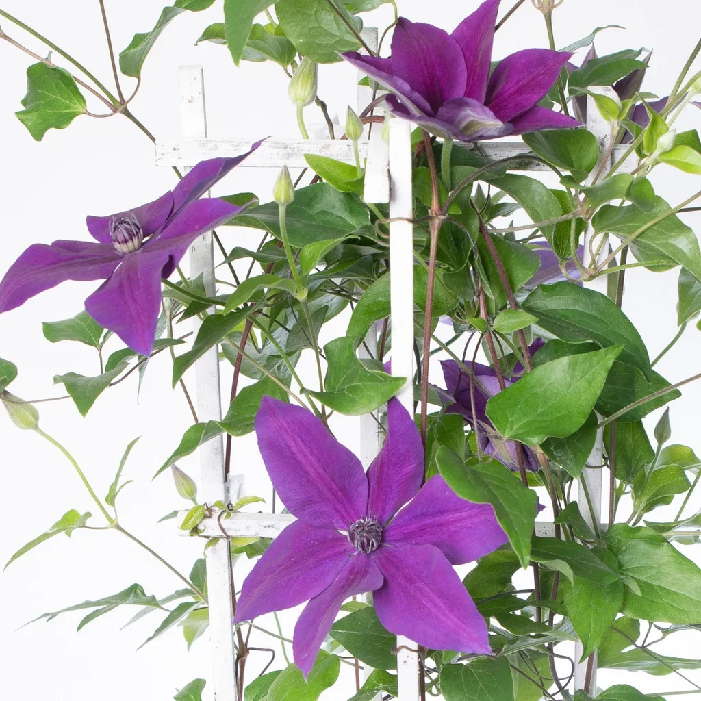 Clematis Masa 23cm