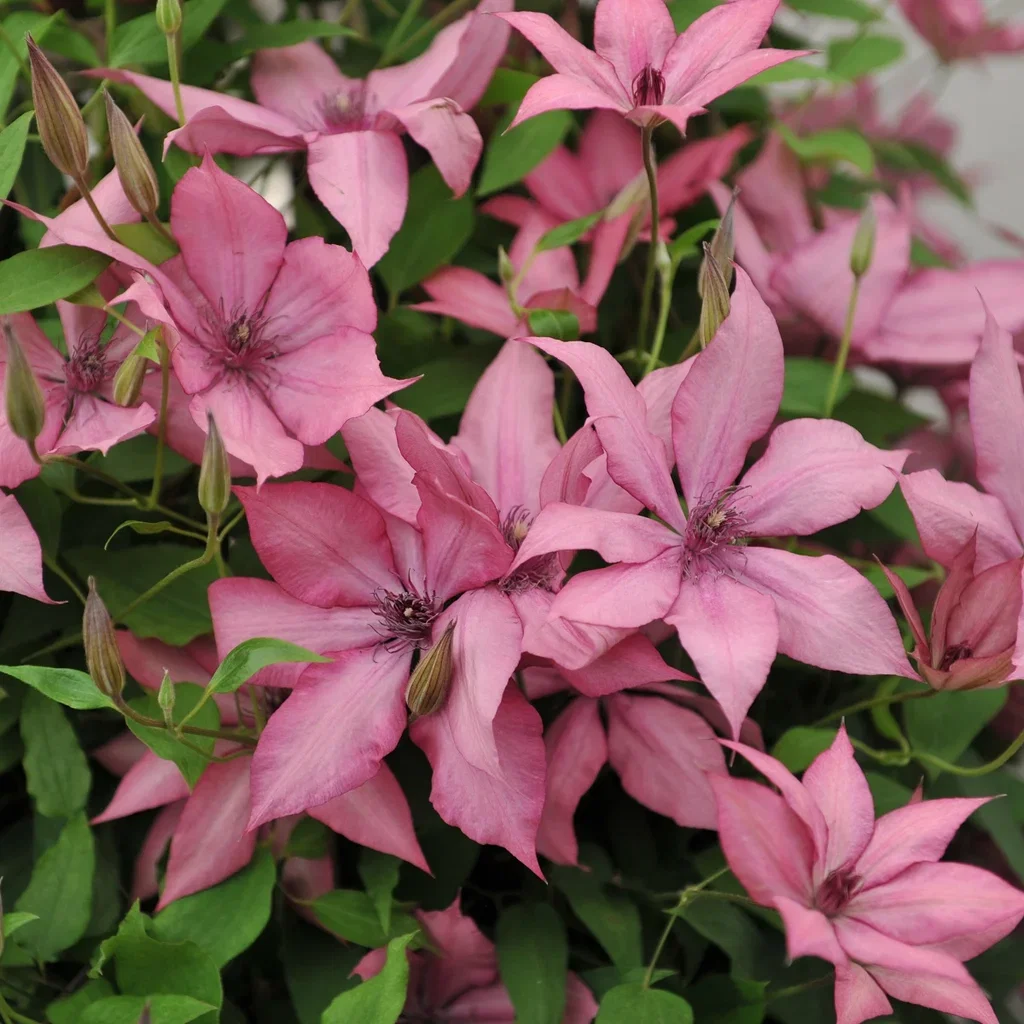 Clematis Giselle 23cm