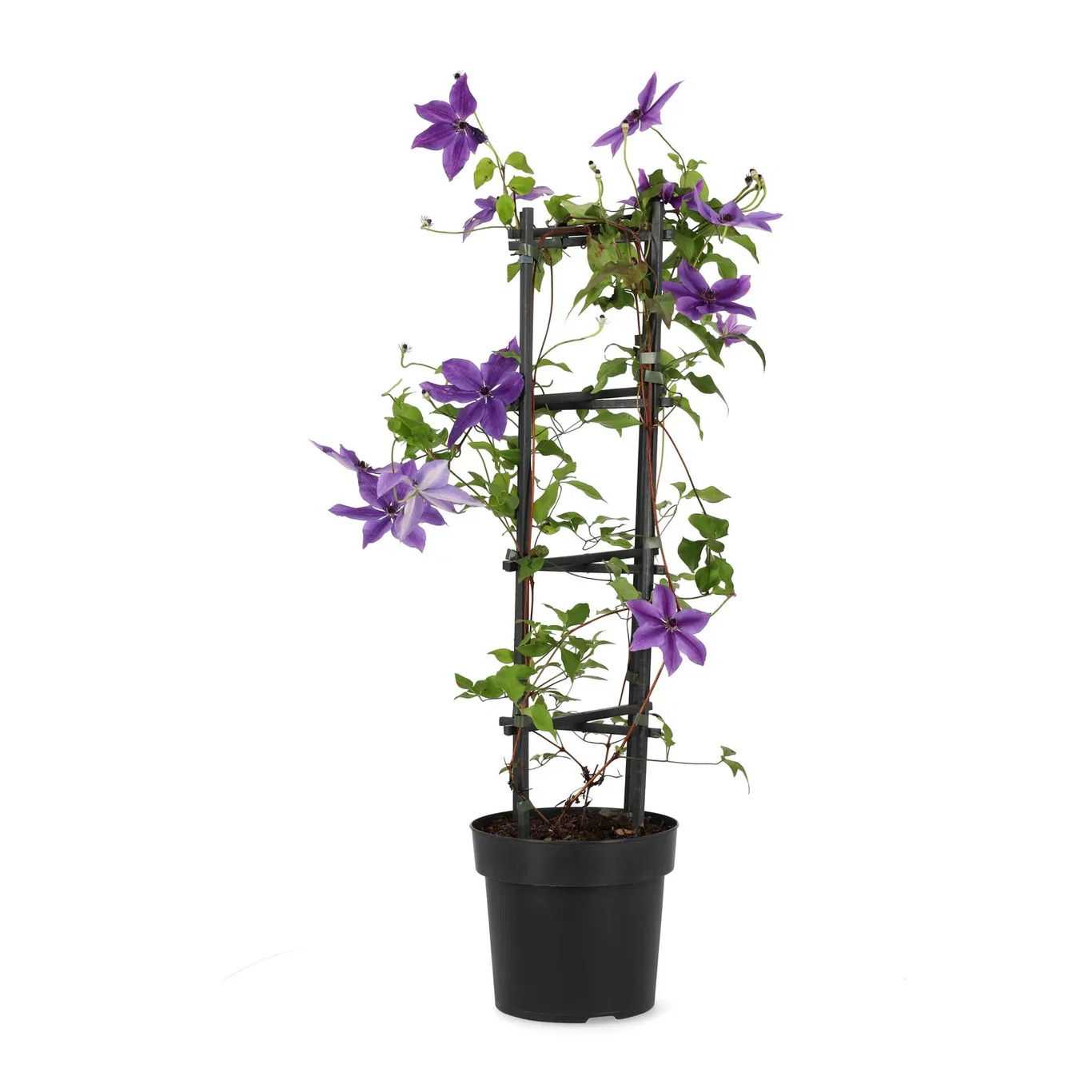 Clematis Masa 23cm