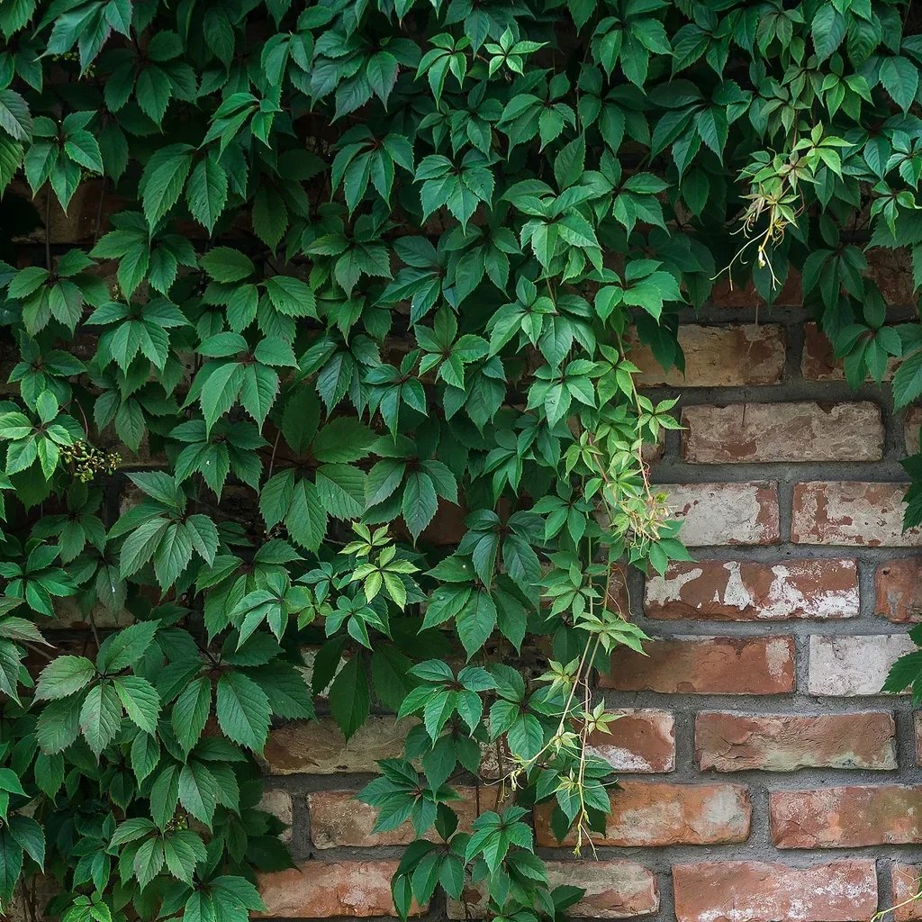 Parthenocissus quinquefolia var. engelmannii 15cm