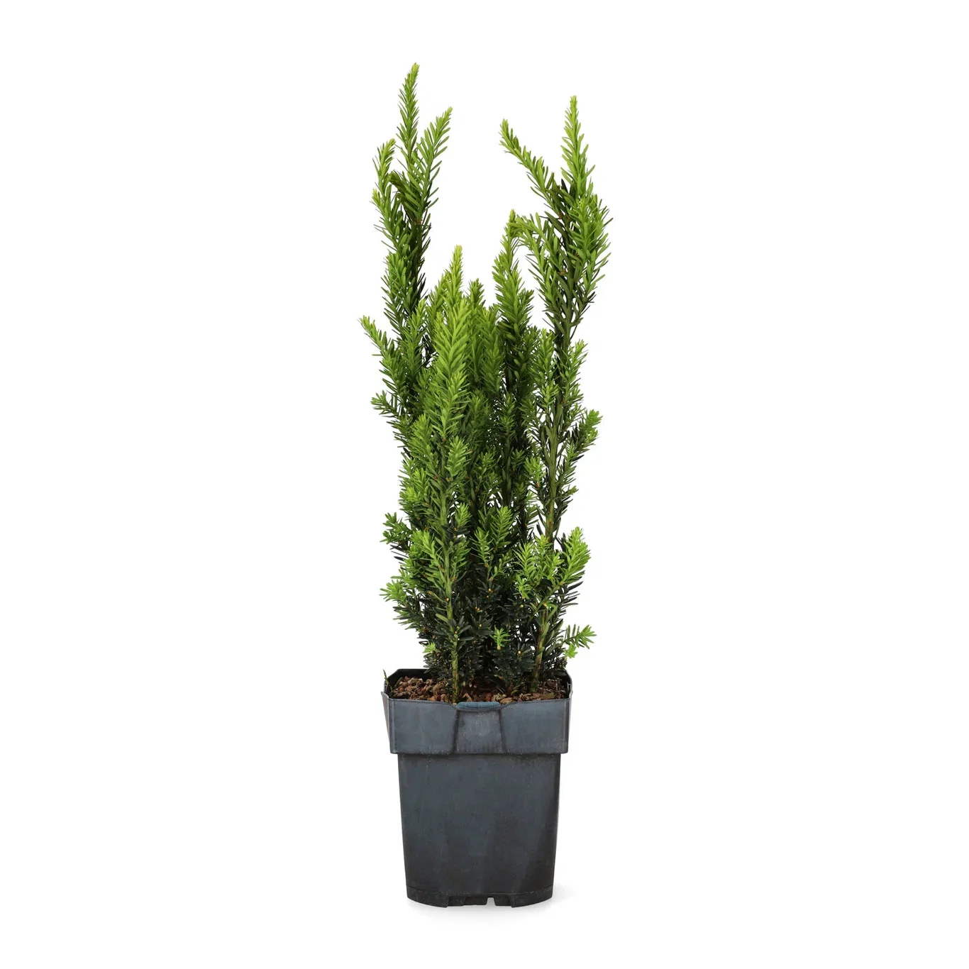 Taxus x media 'Hillii' 17cm
