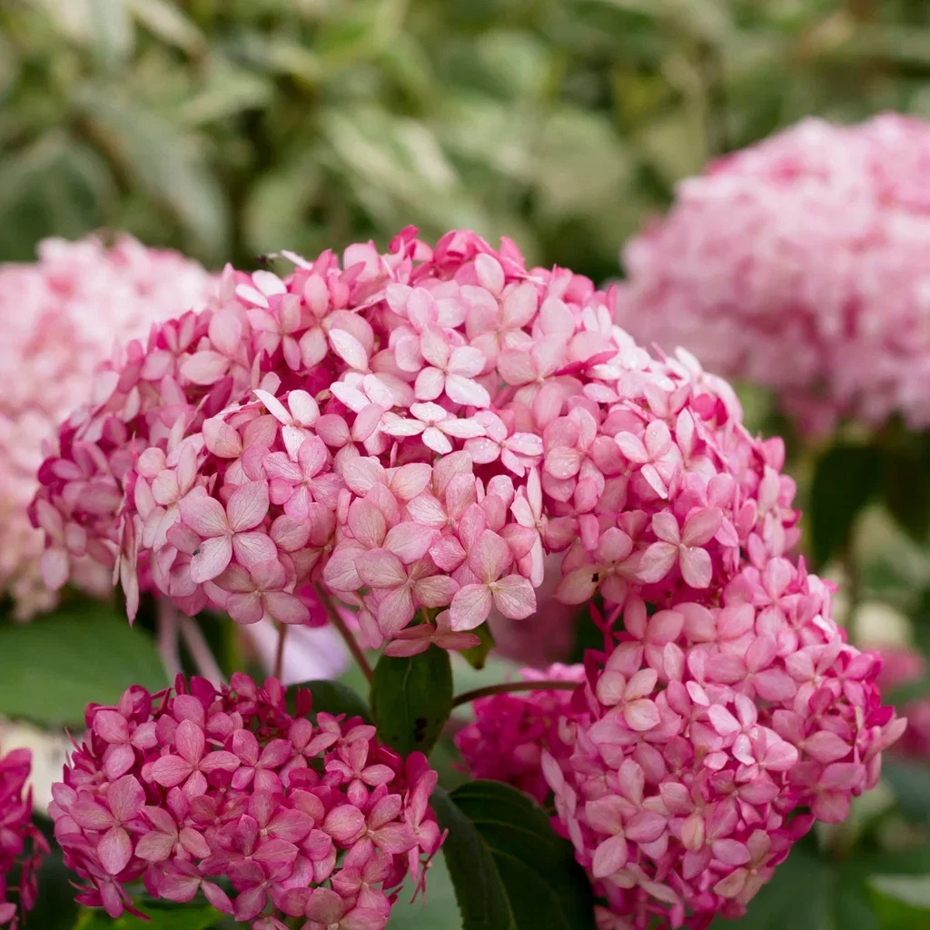 Hydrangea arborescens Pink Annabelle 19cm