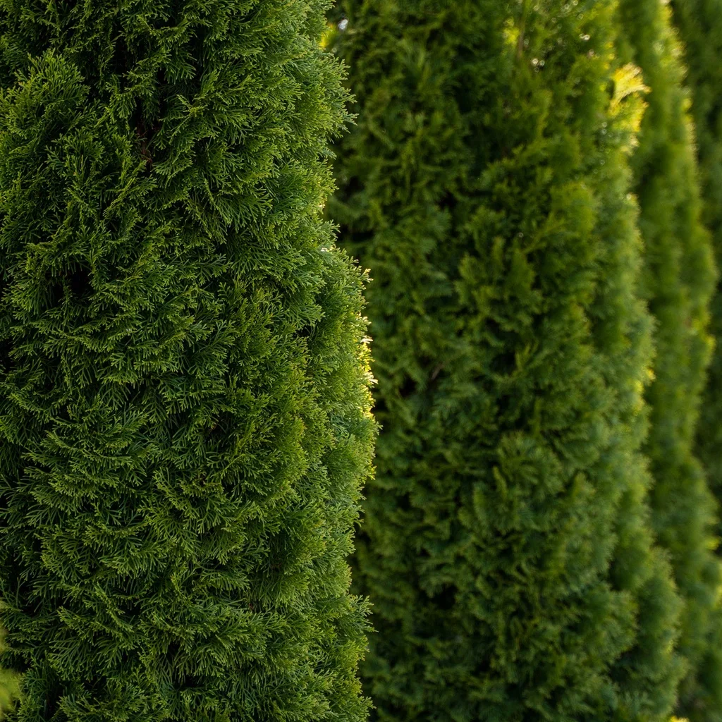 Thuja occ. 'Smaragd' 180+cm 20L