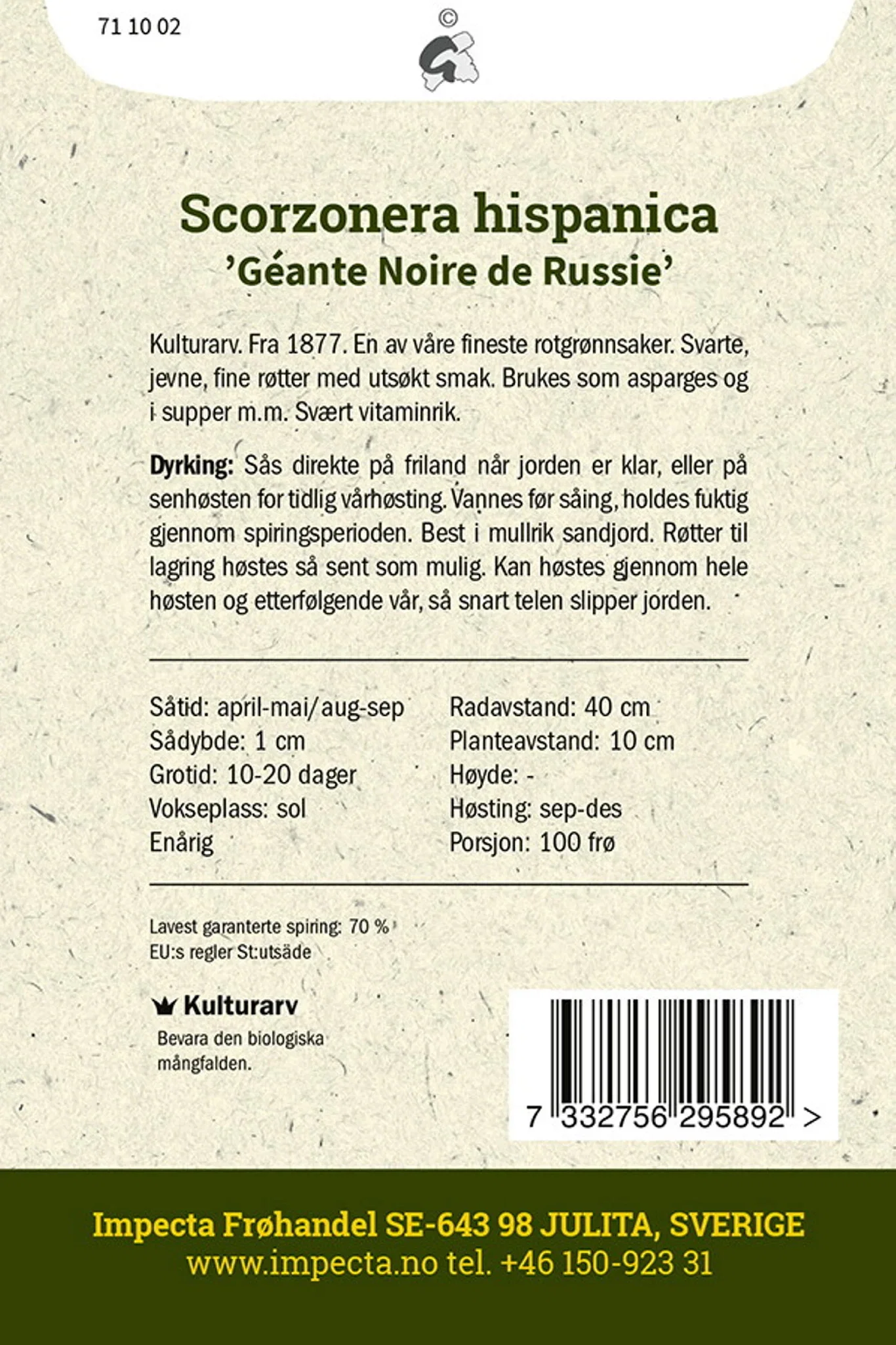 Scorzonera hispanica 'Géante Noire de Russie'
