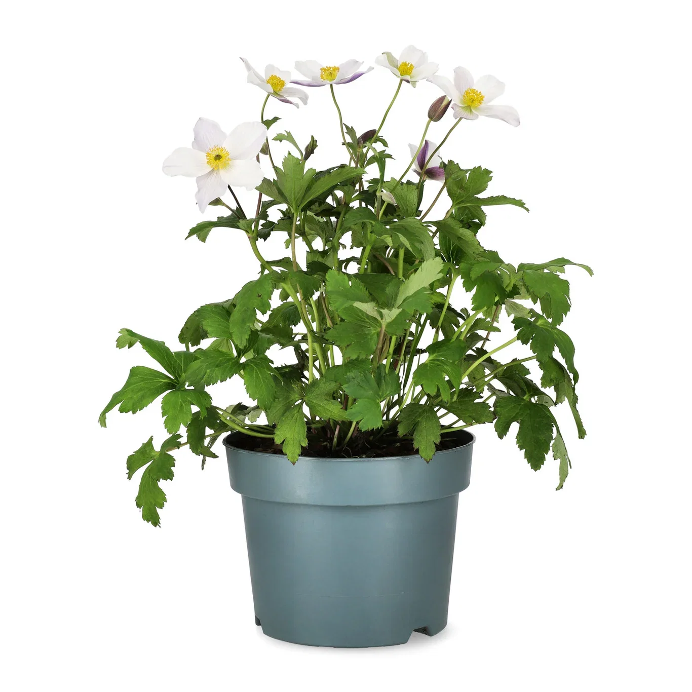 Anemone Wild Swan 19cm